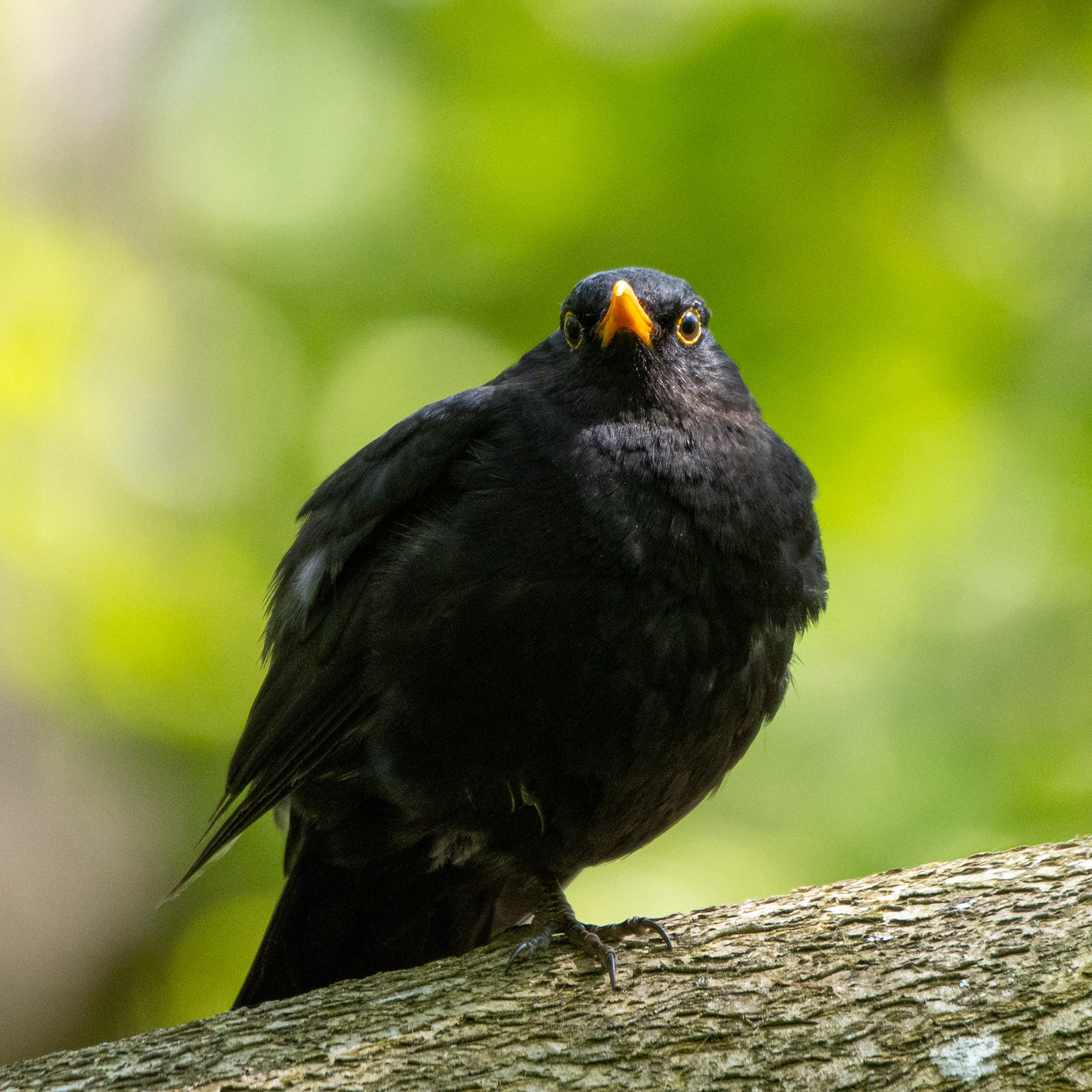 Mustarastas (5.2023)