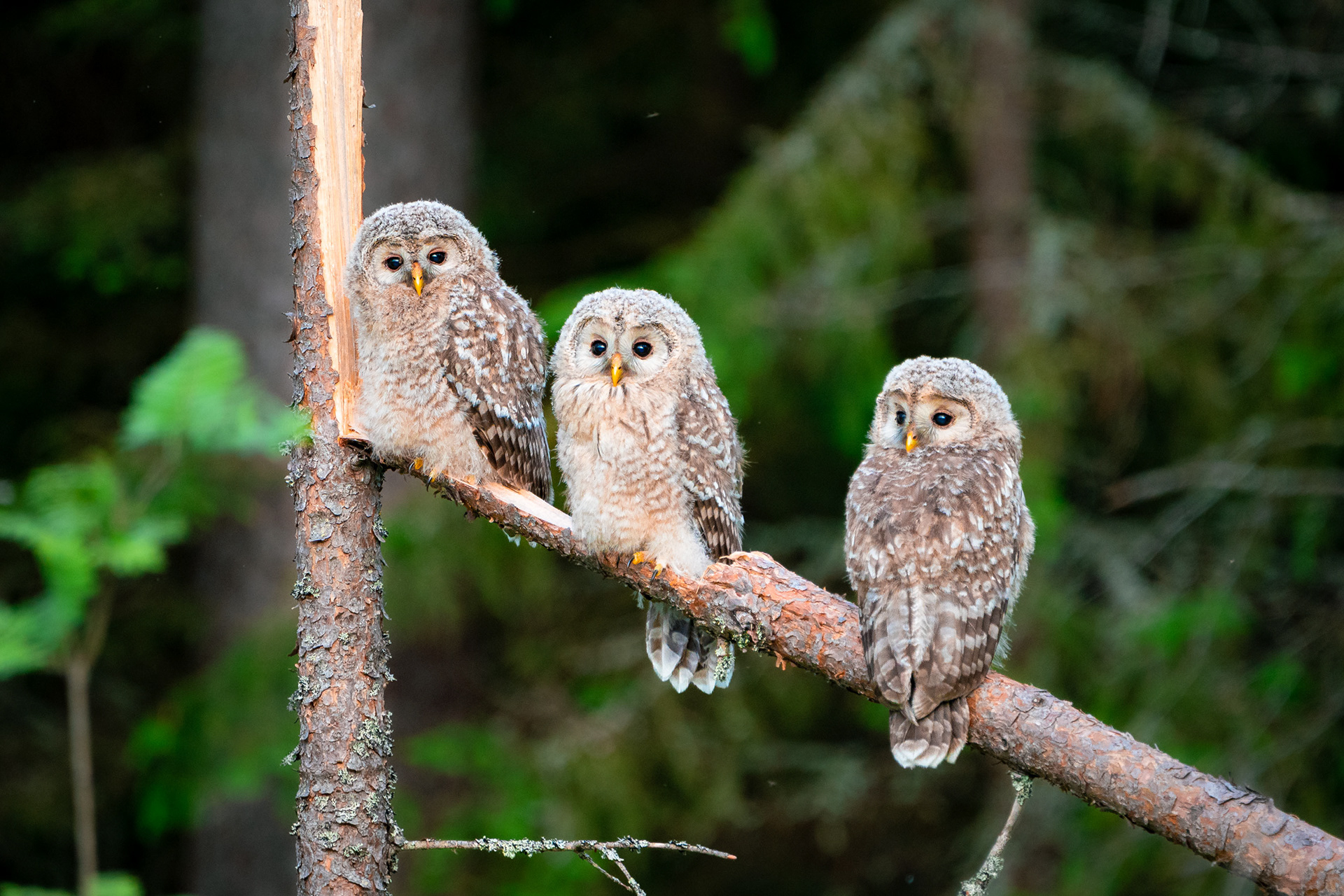 Viirupöllön poikasia (6.2025)