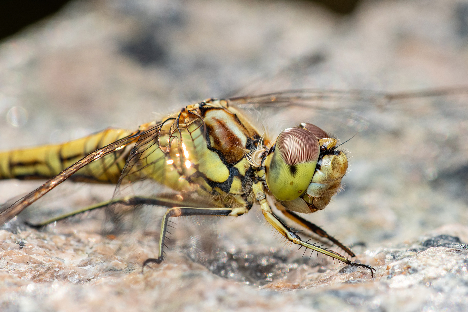 Punasyyskorento (31.7.2023)