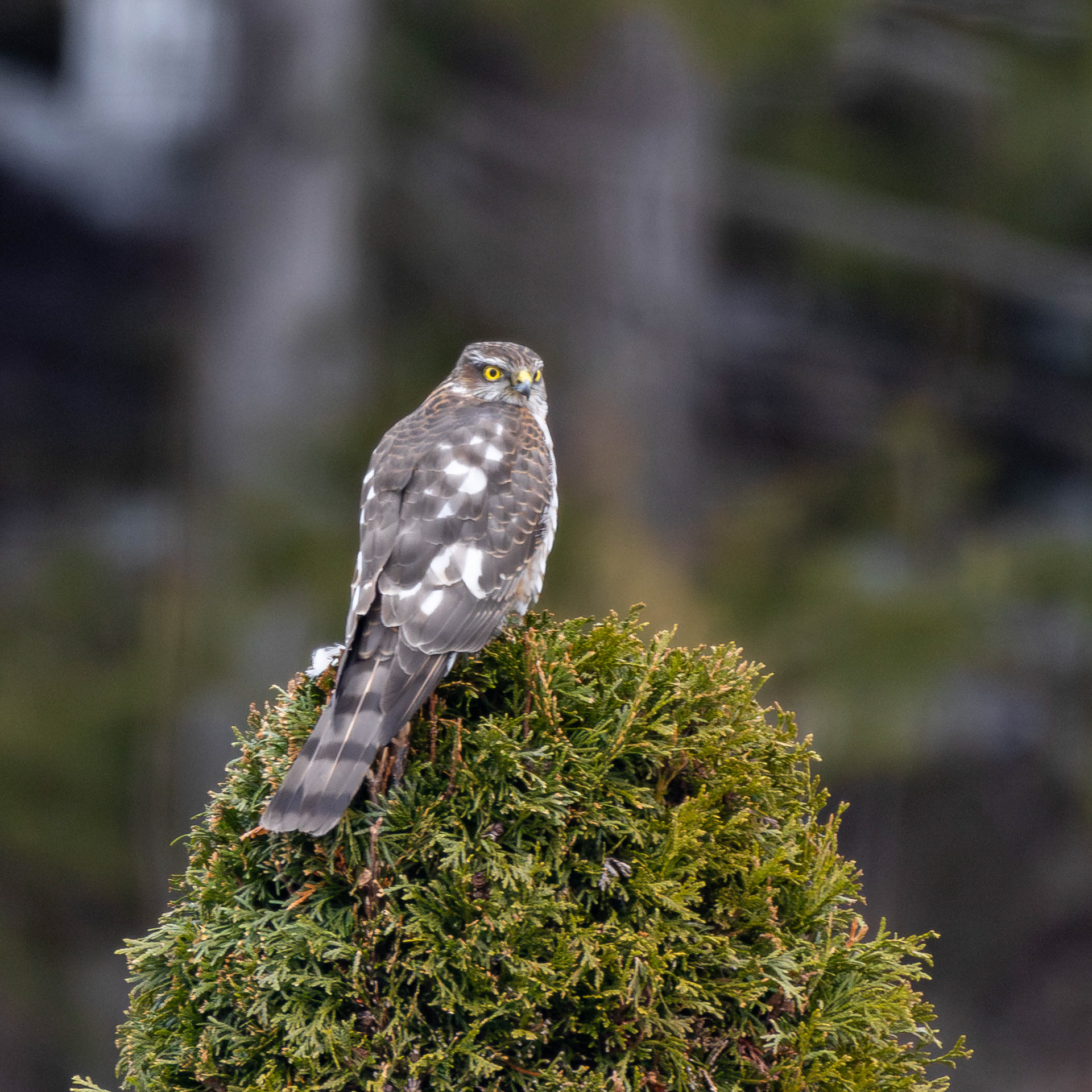 Varpushaukka (3.2021)