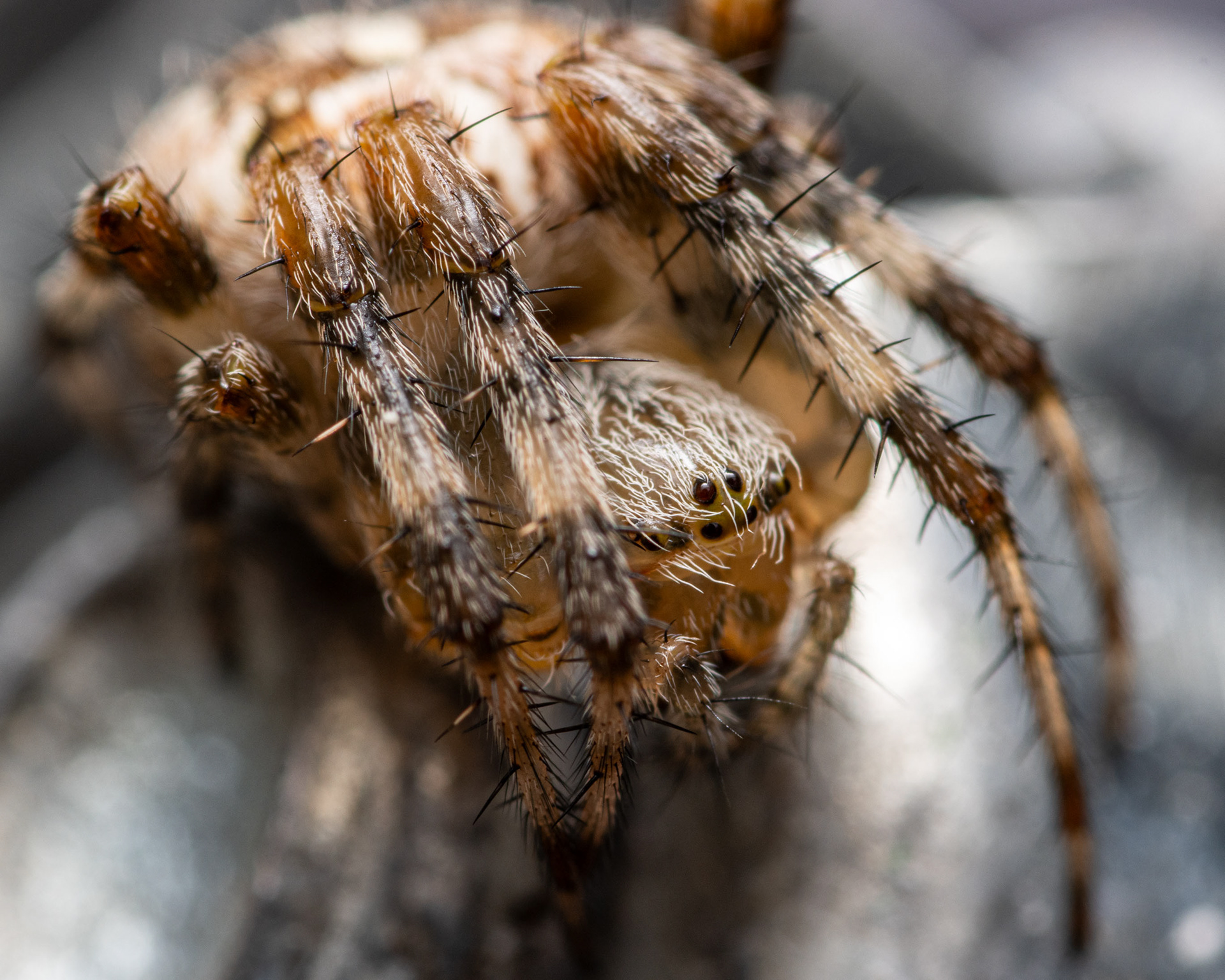 Ristihämähäkki (16.8.2021)