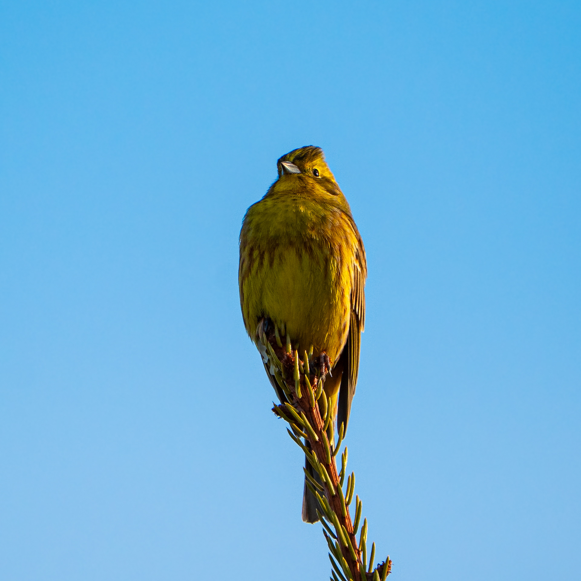 Keltasirkku (3.2025)