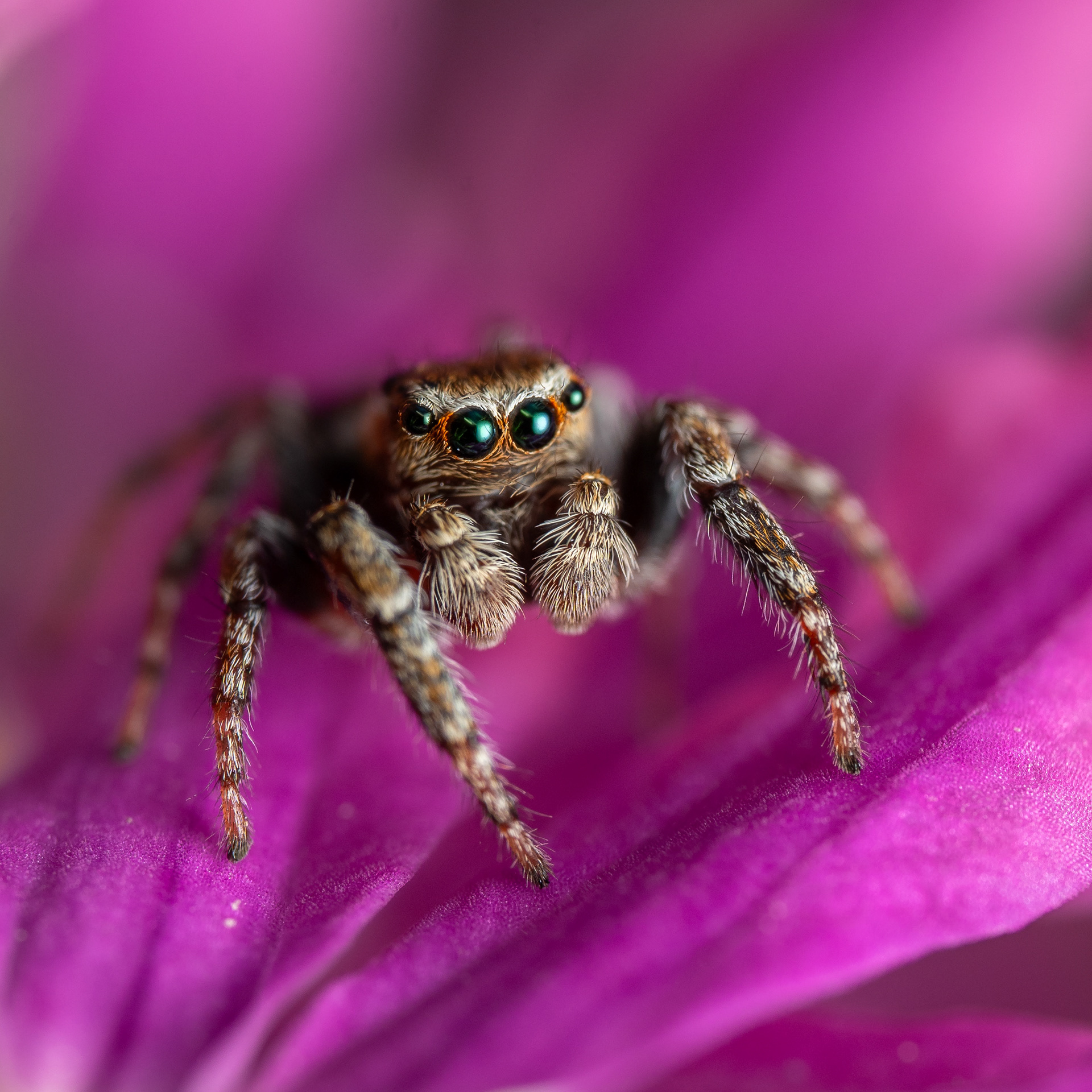 Kangassirppihypykki (23.6.2024)