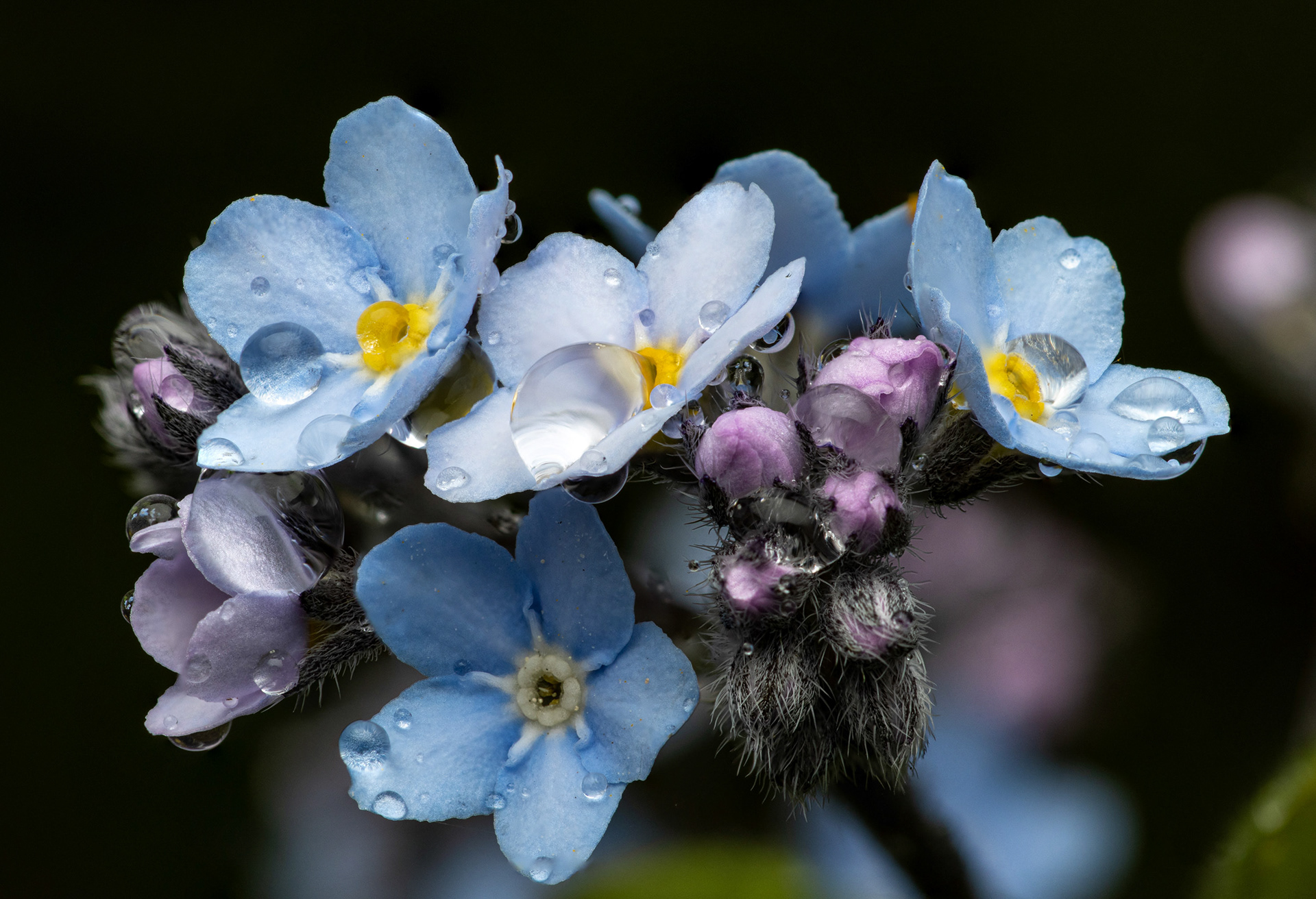 Lemmikki (26.5.2022)