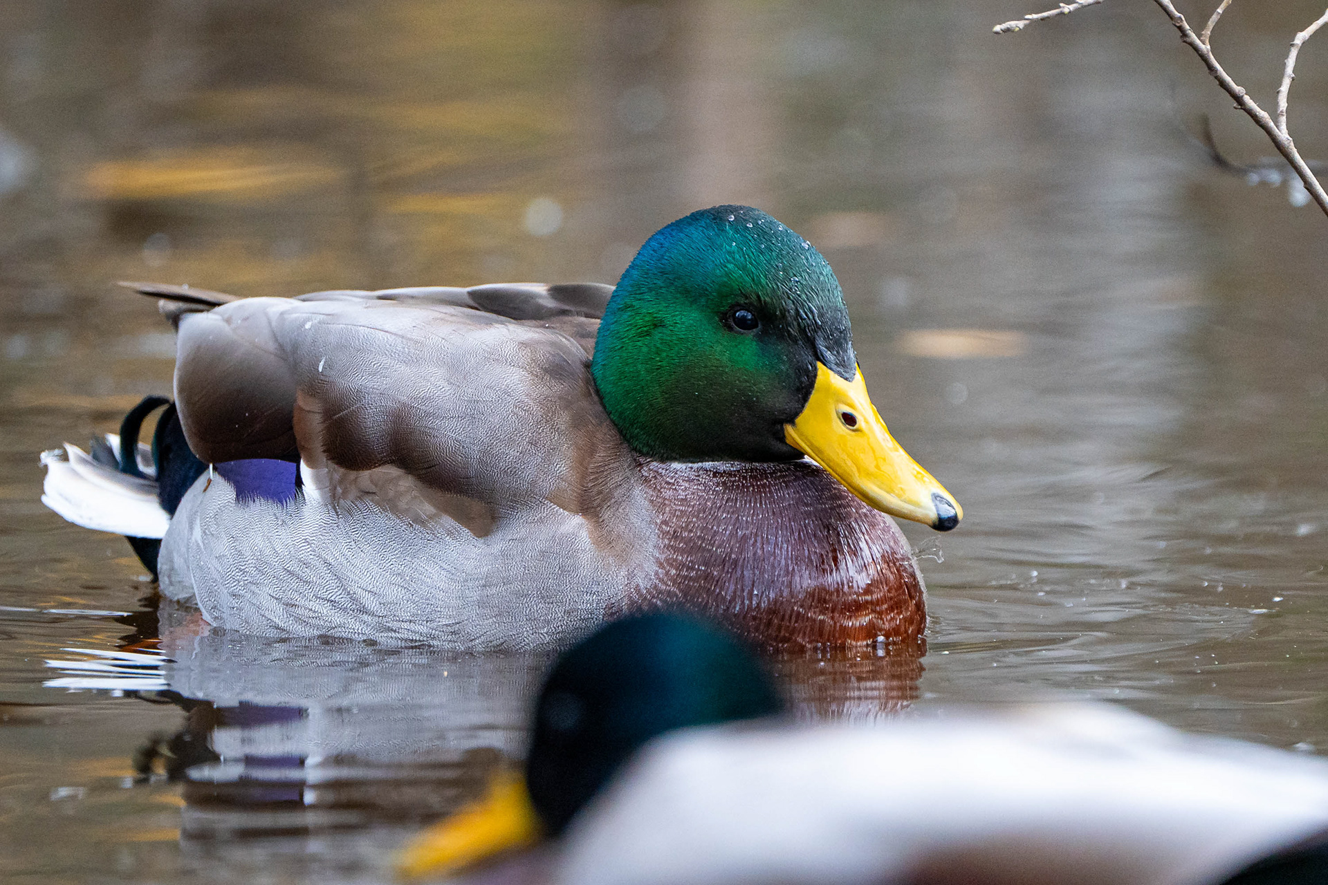 Sinisorsakoiras (10.2023)