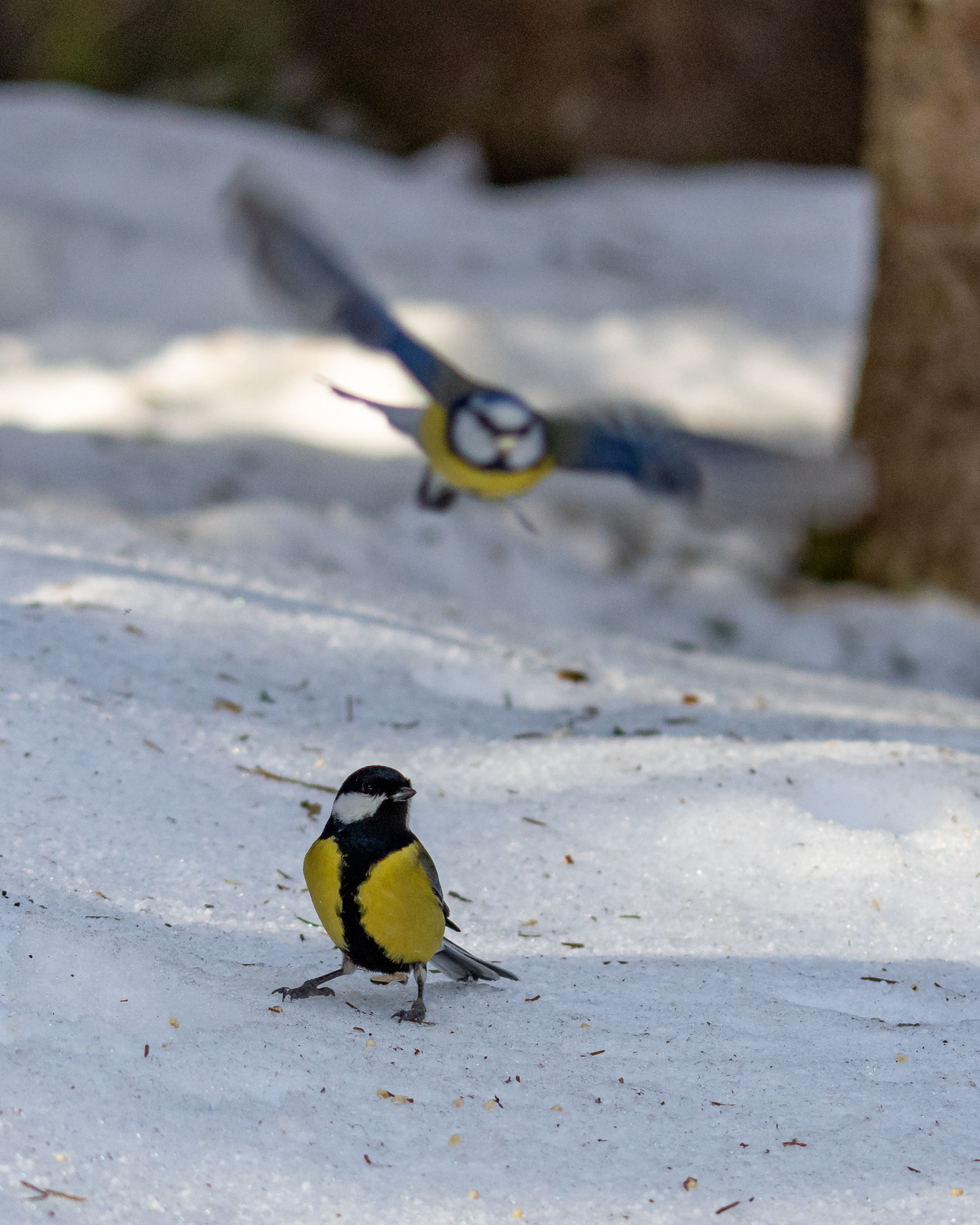 Talitiainen ja sinitiainen (3.2021)