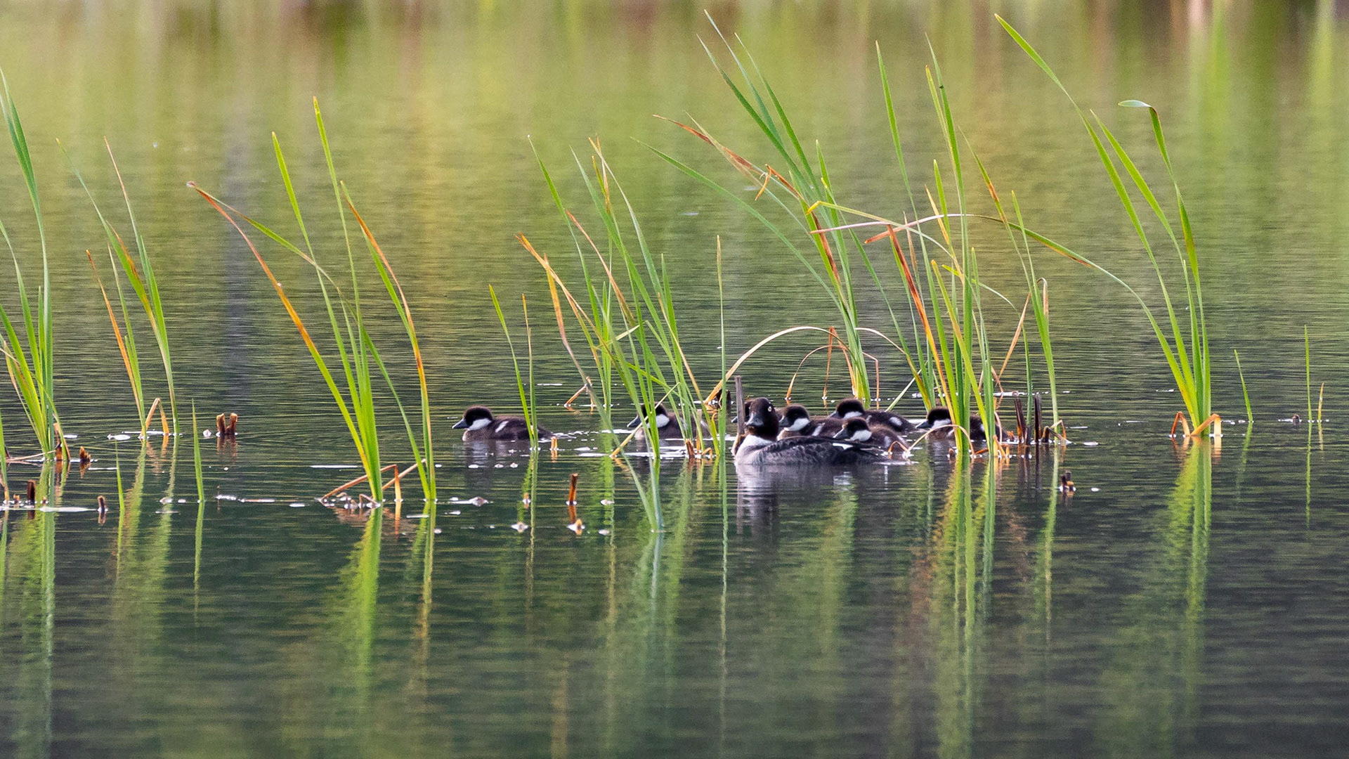 Telkkänaaras poikasineen (6.2022)