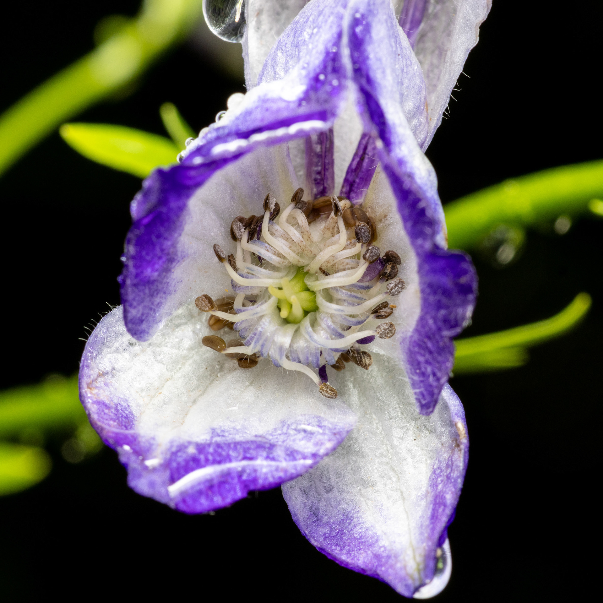 Ukonhattu (1.8.2021)