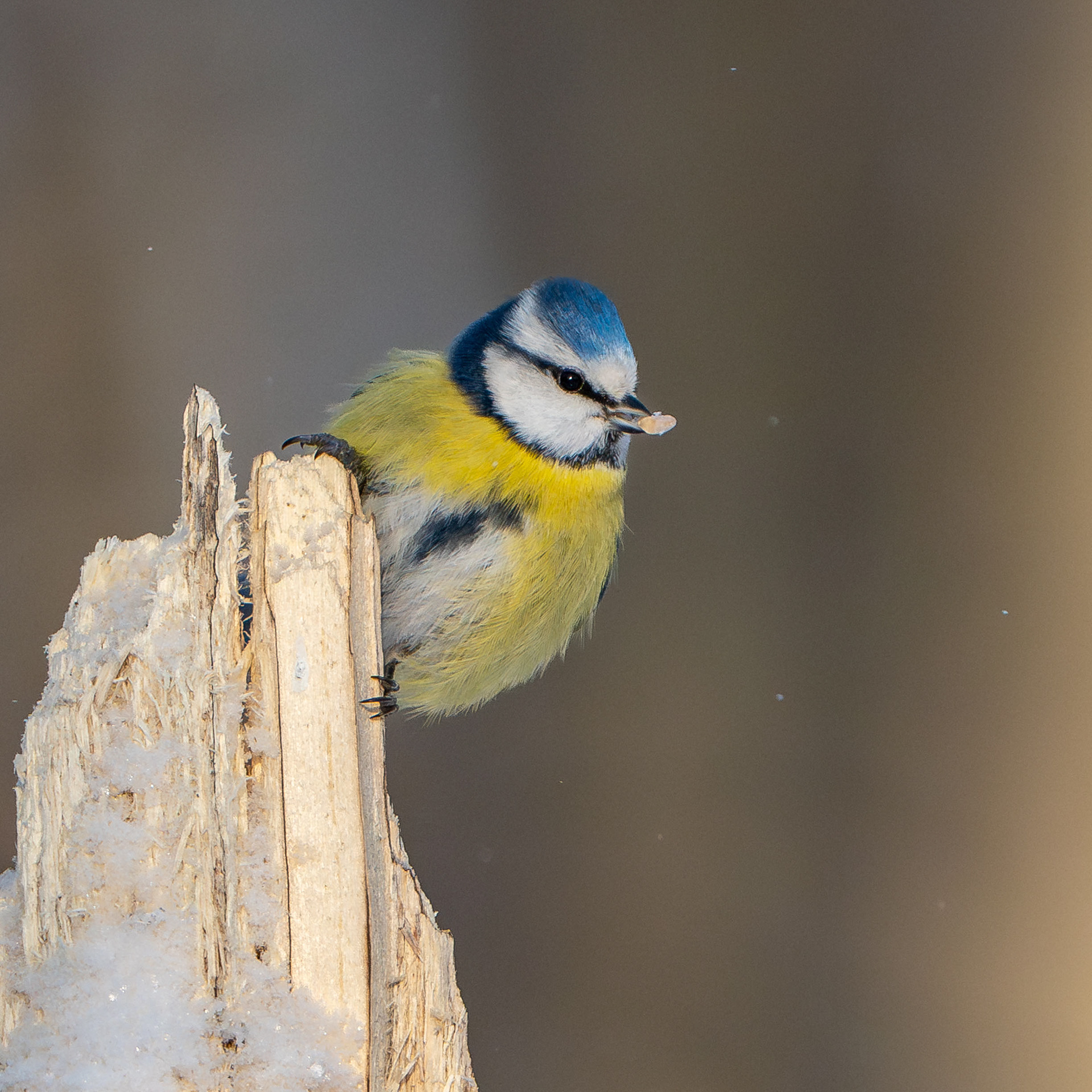 Sinitiainen (2.2024)