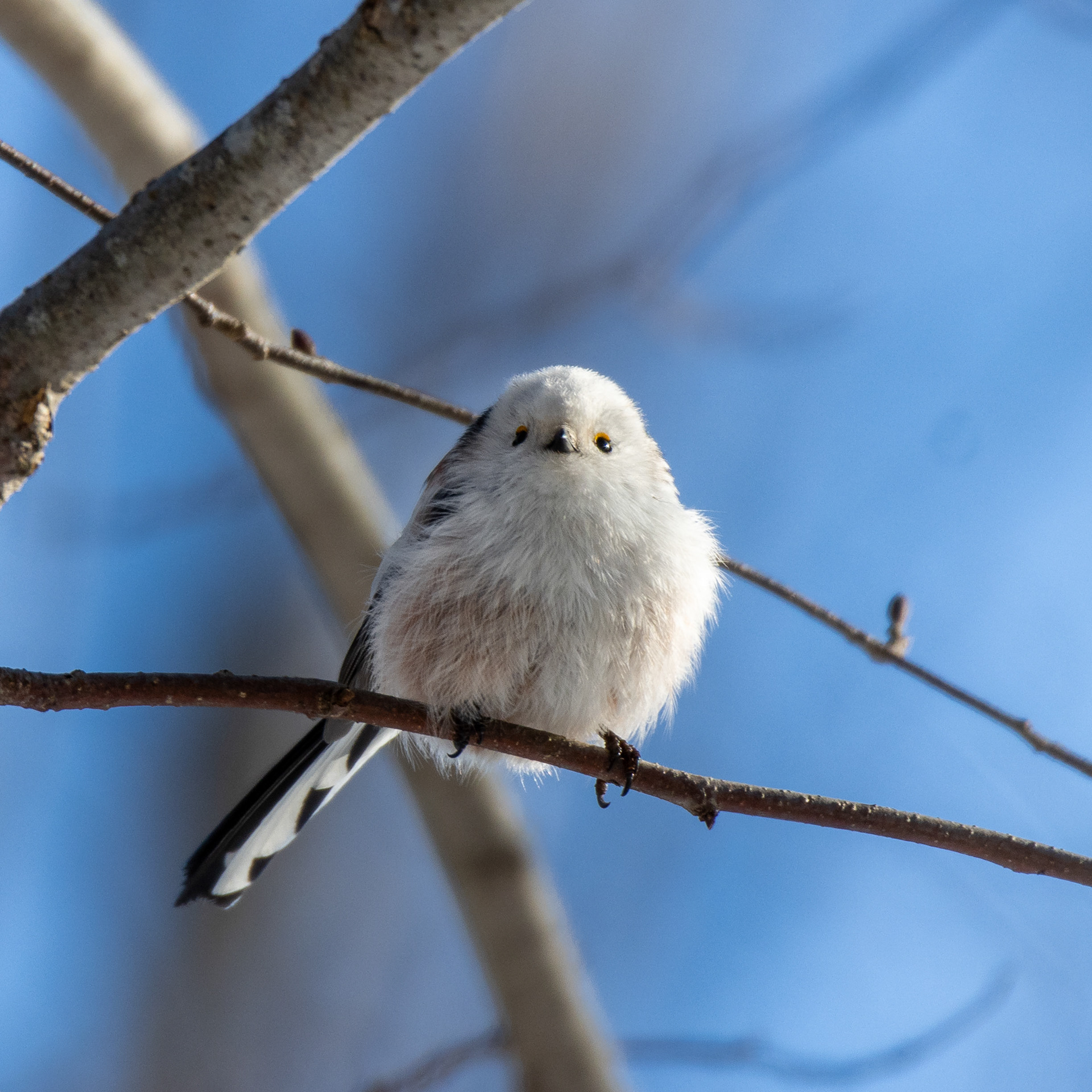 Pyrstötiainen (2.2022)