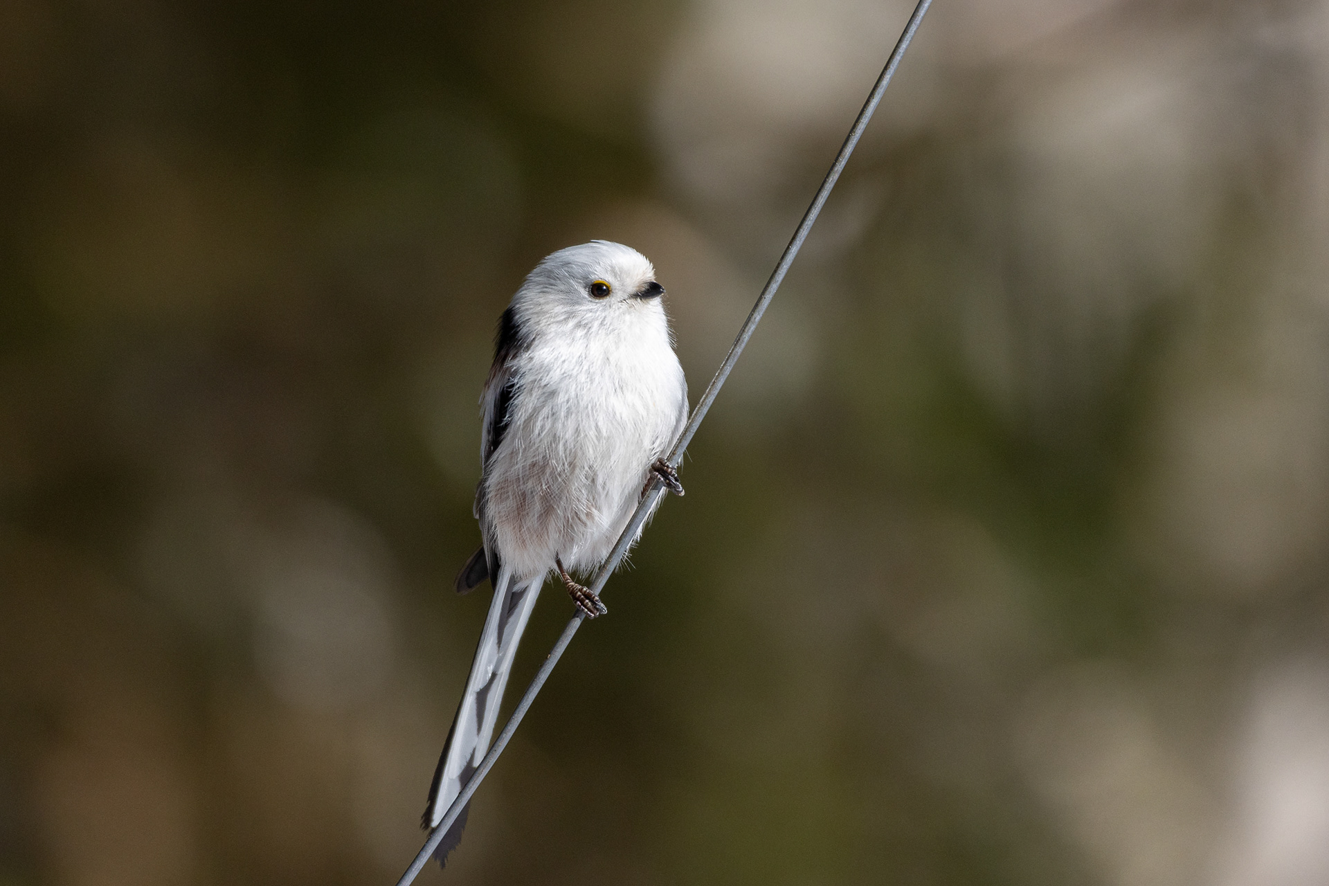 Pyrstötiainen (3.2023)