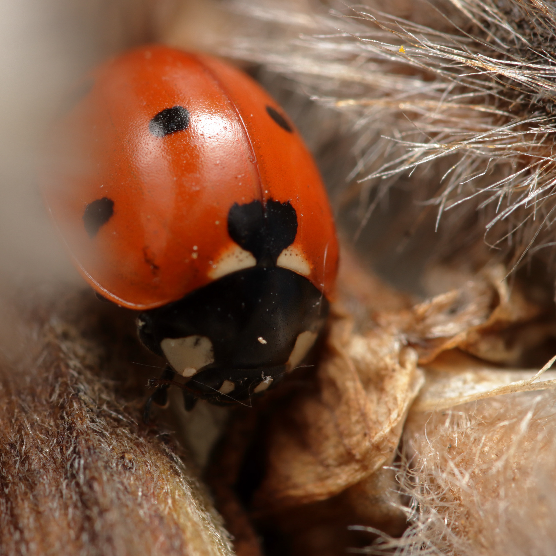Leppäkerttu (23.7.2021)