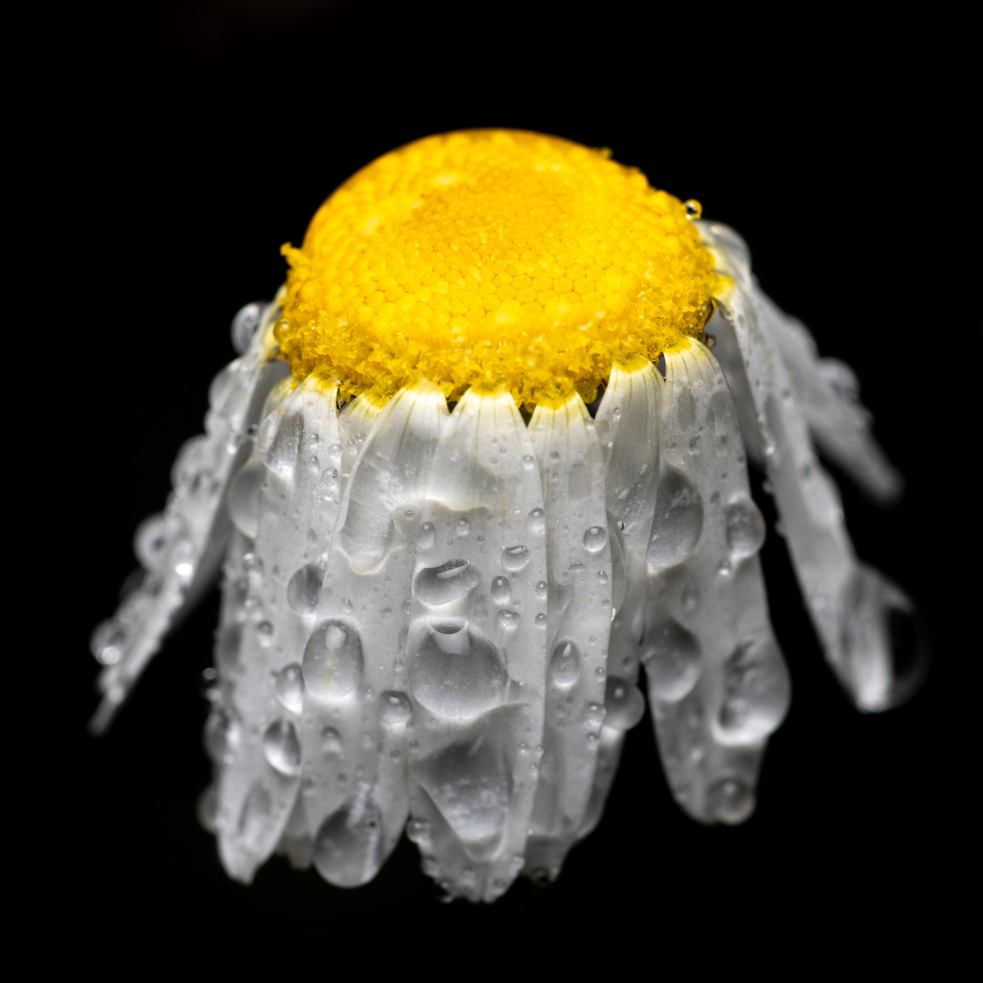 Päivänkakkara (11.9.2021)