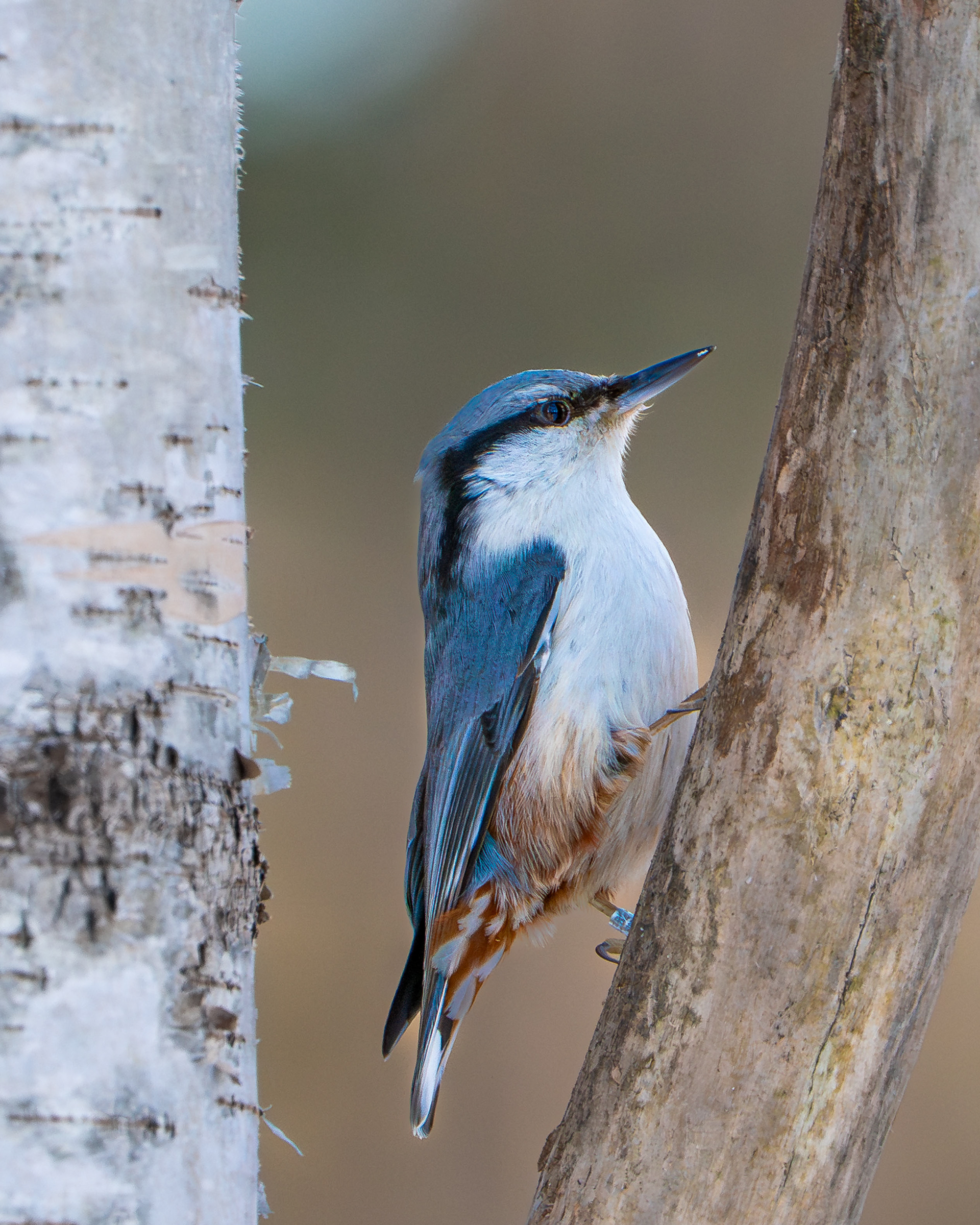Pähkinänakkeli (3.2025)