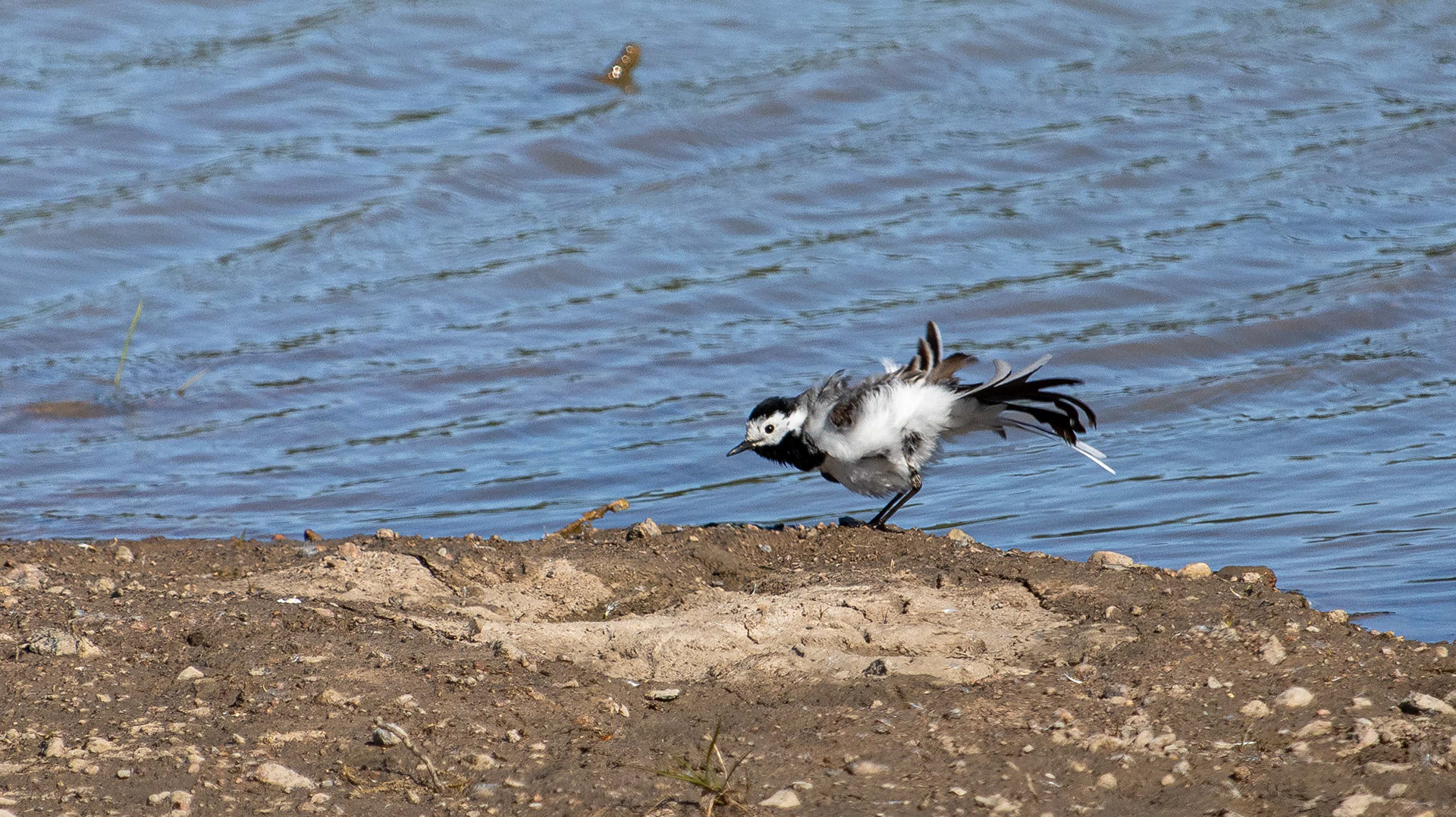 Västäräkki (5.2020)