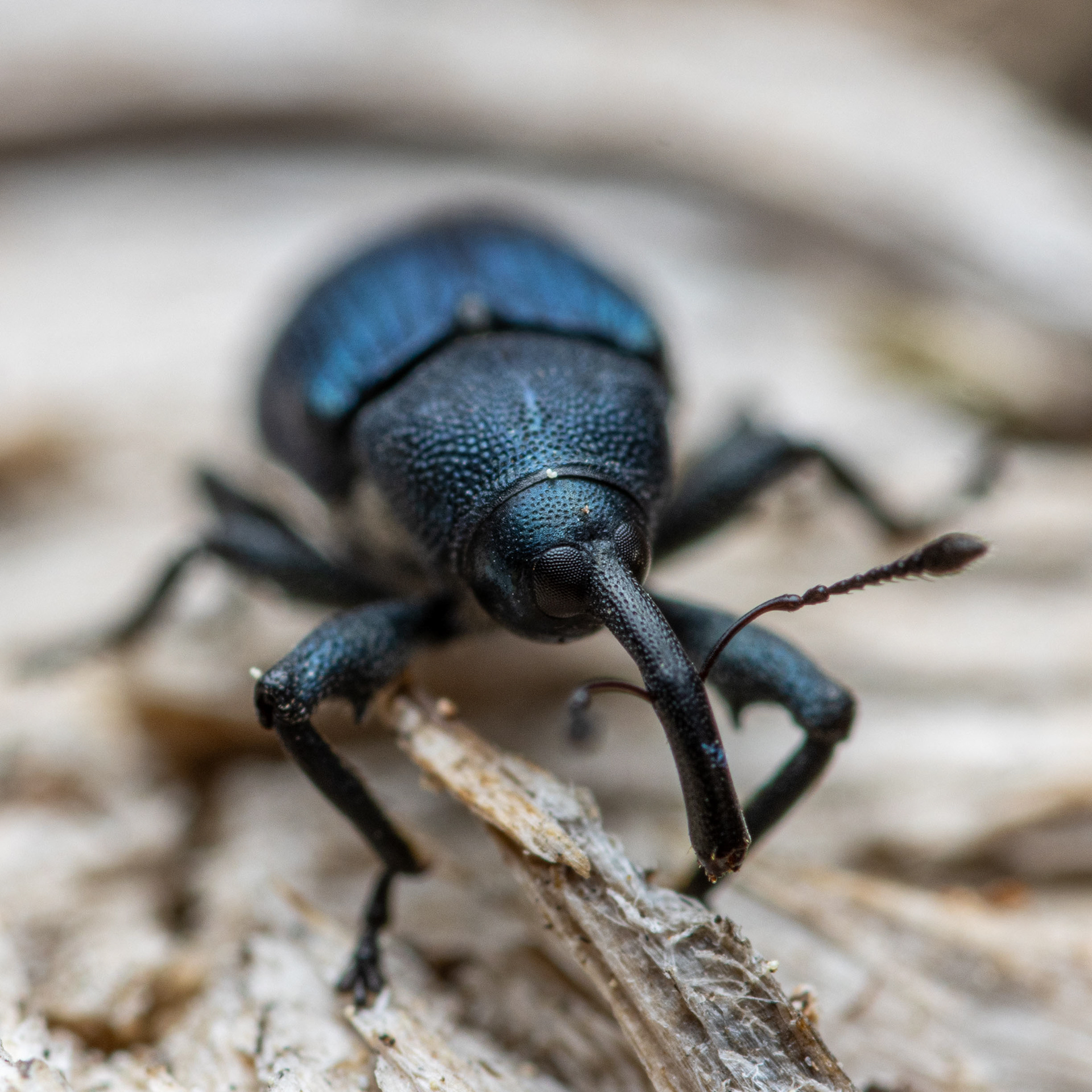 Kärsäkäsmäinen Sylkikuoriainen (7.6.2022)