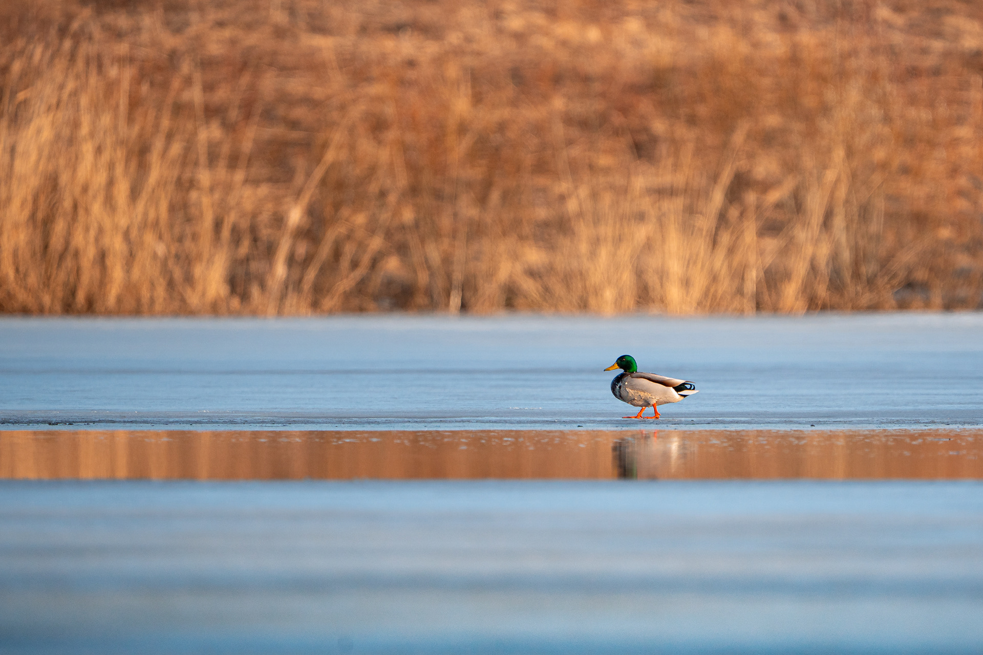 Sinisorsa odottamassa kevään tuloa jään reunalla (3.2025)