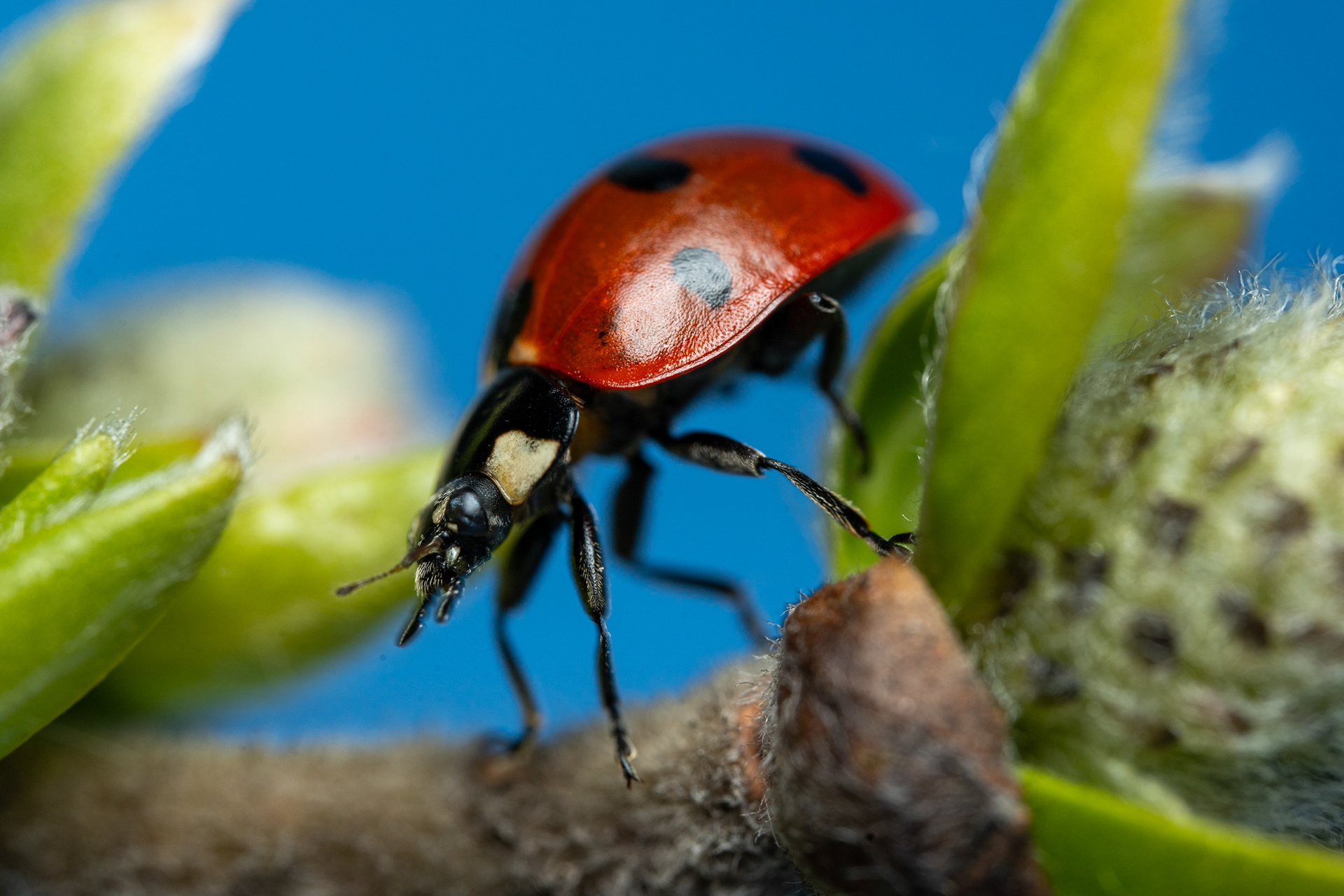 Seitsenpistepirkko (1.5.2024)