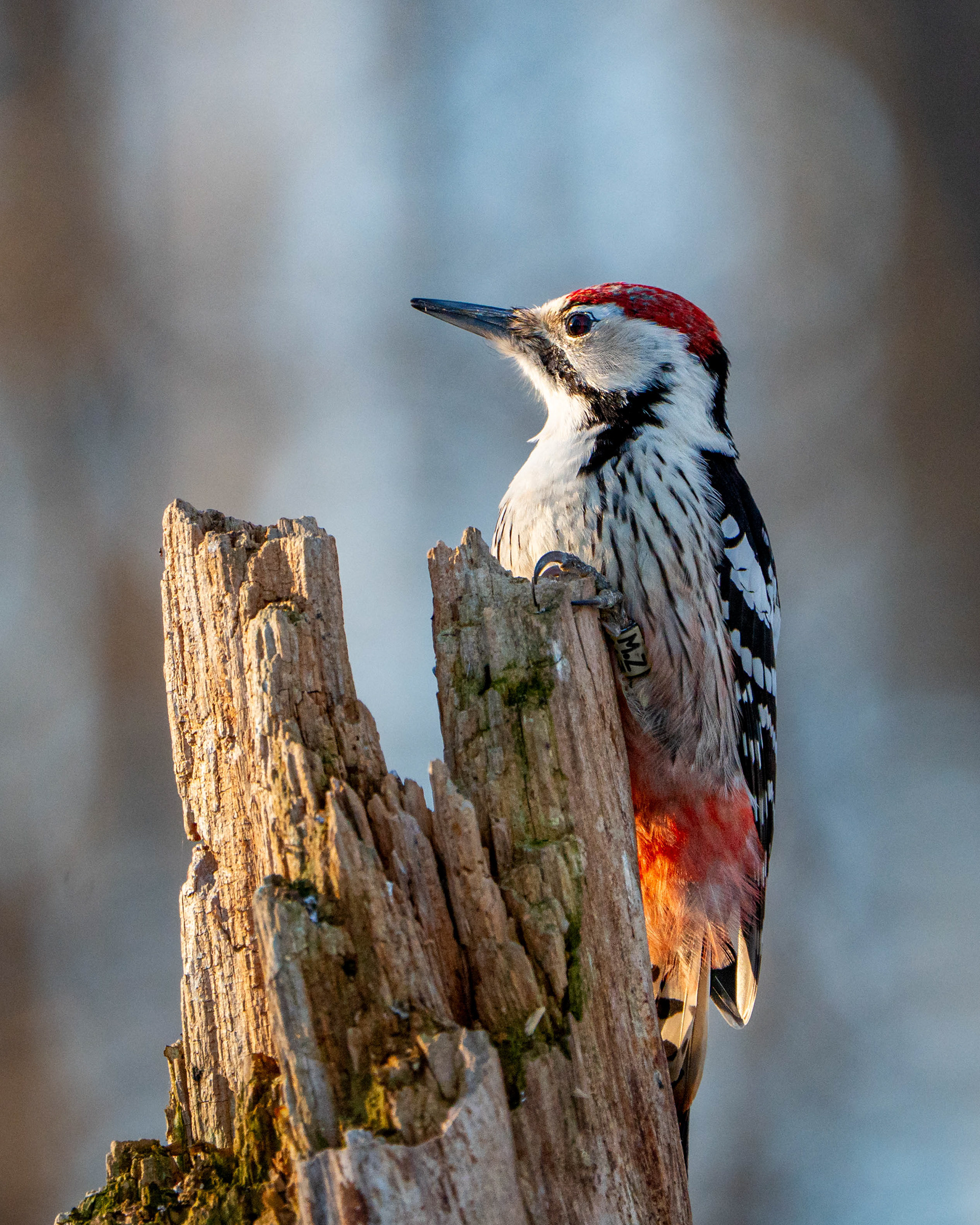 Valkoselkätikka (3.2025)