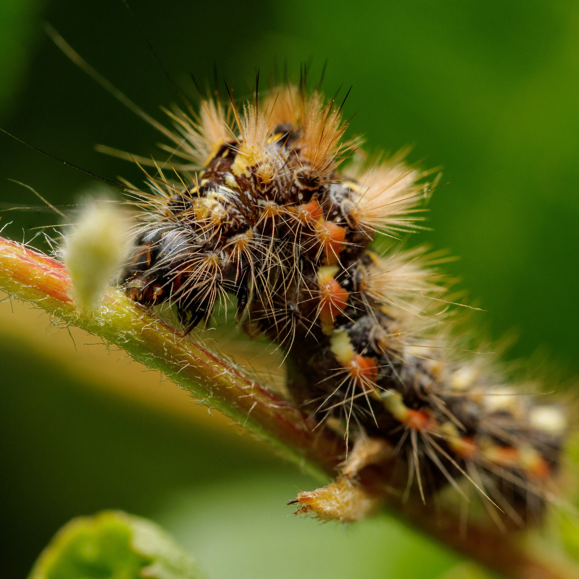 Pilkkuiltayökkösen toukka (26.7.2022)