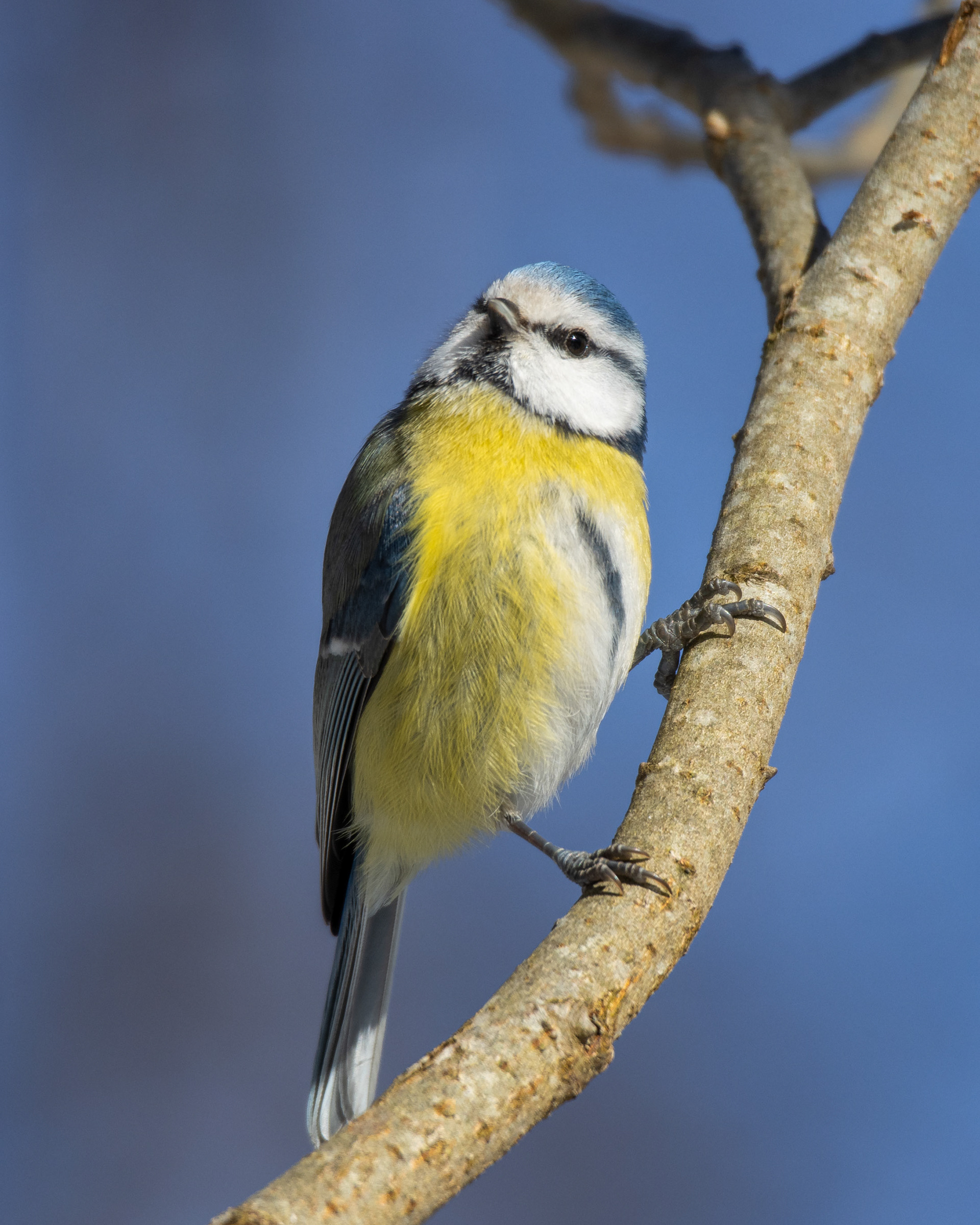 Sinitiainen (3.2022)