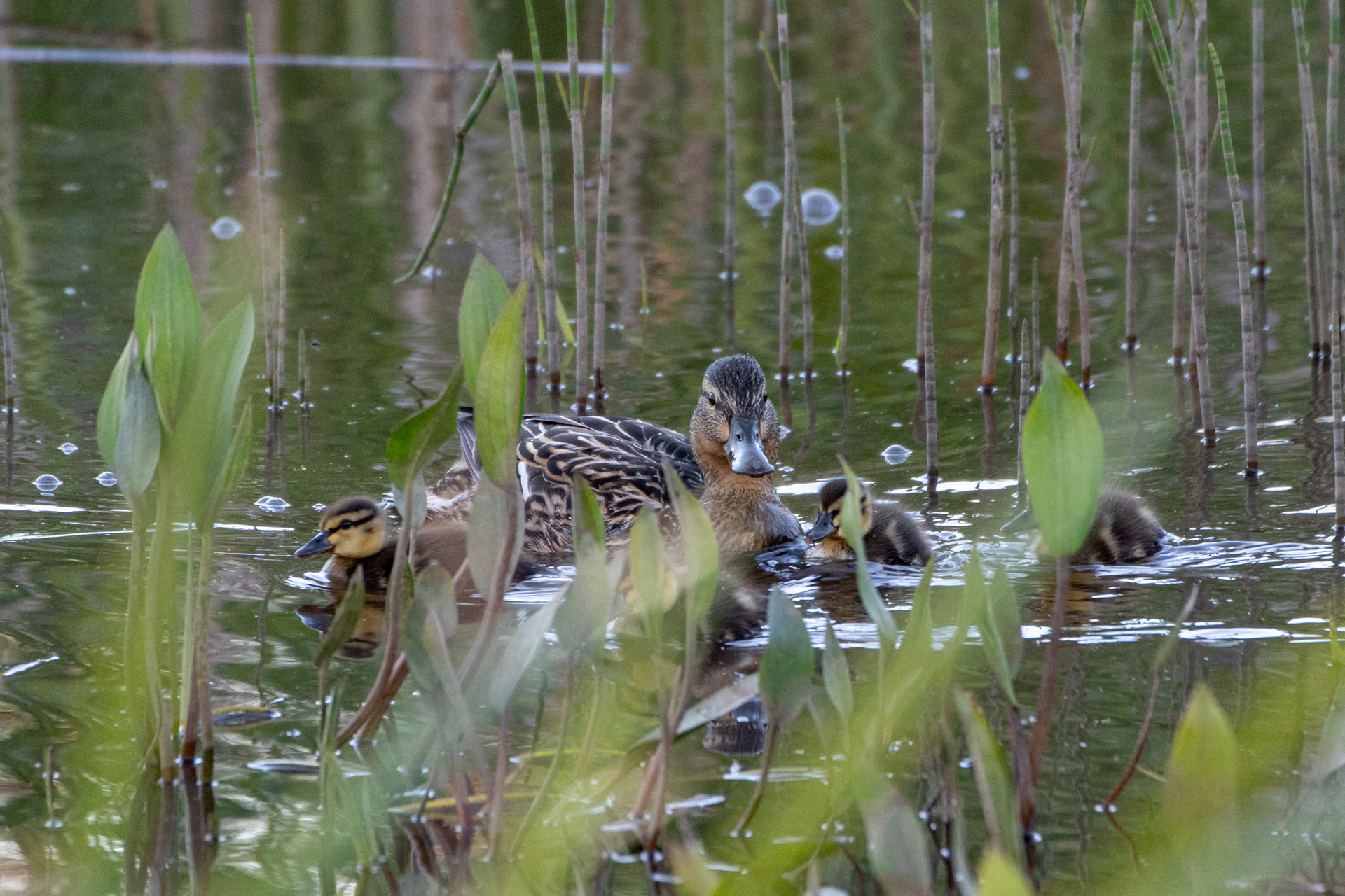 Sinisorsanaaras ja poikaset (6.2021)