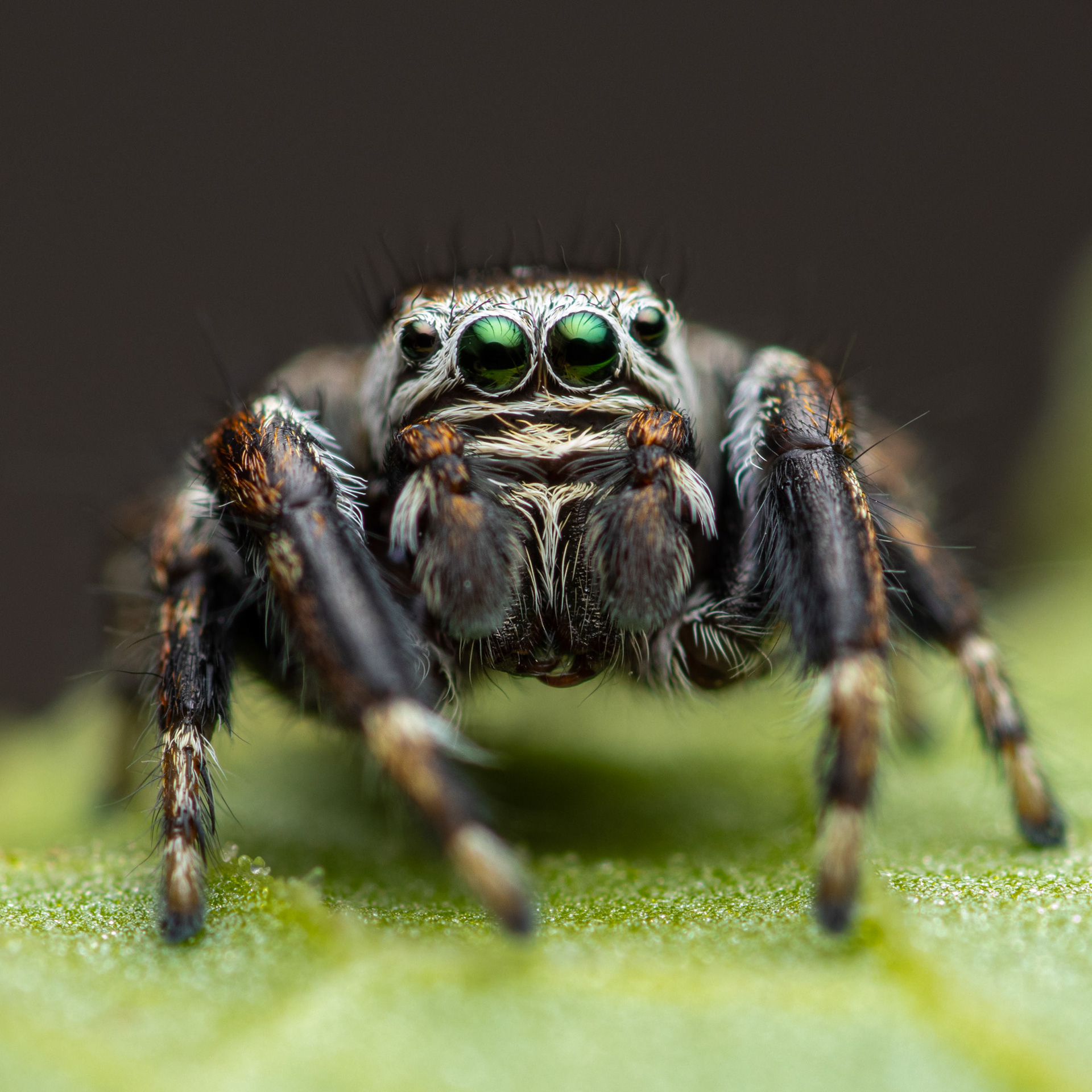 Sankasirppihypykki (25.7.2023)