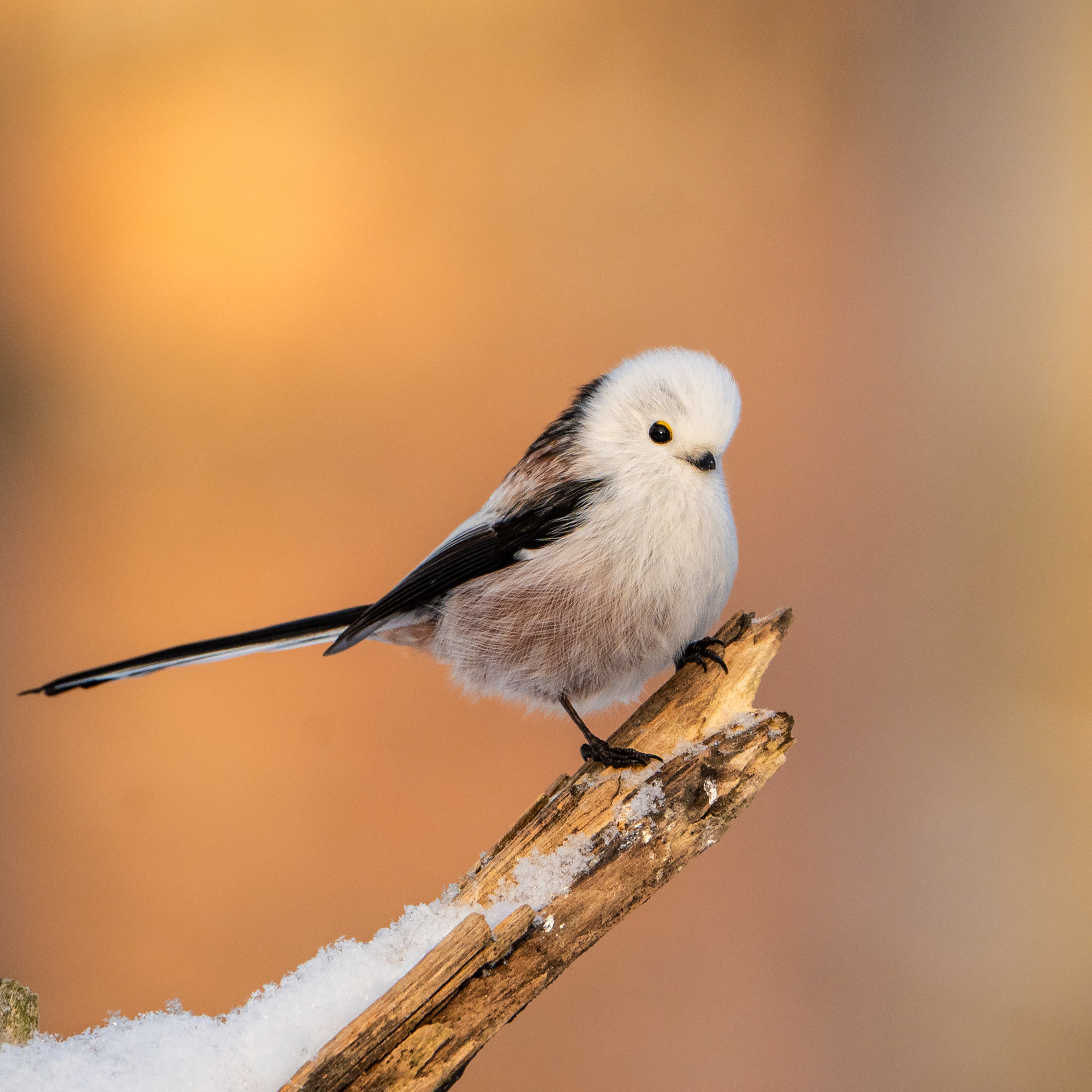 Pyrstötiainen (12.2023)