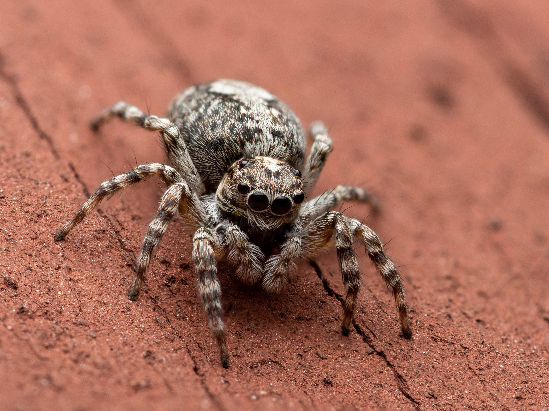 Seinätäplähypykki (14.5.2022)