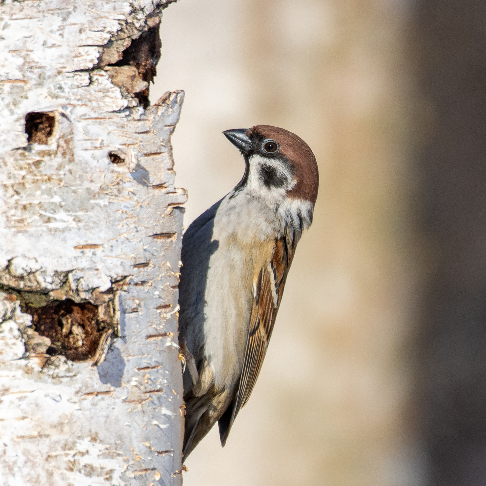 Pikkuvarpunen (2.2023)