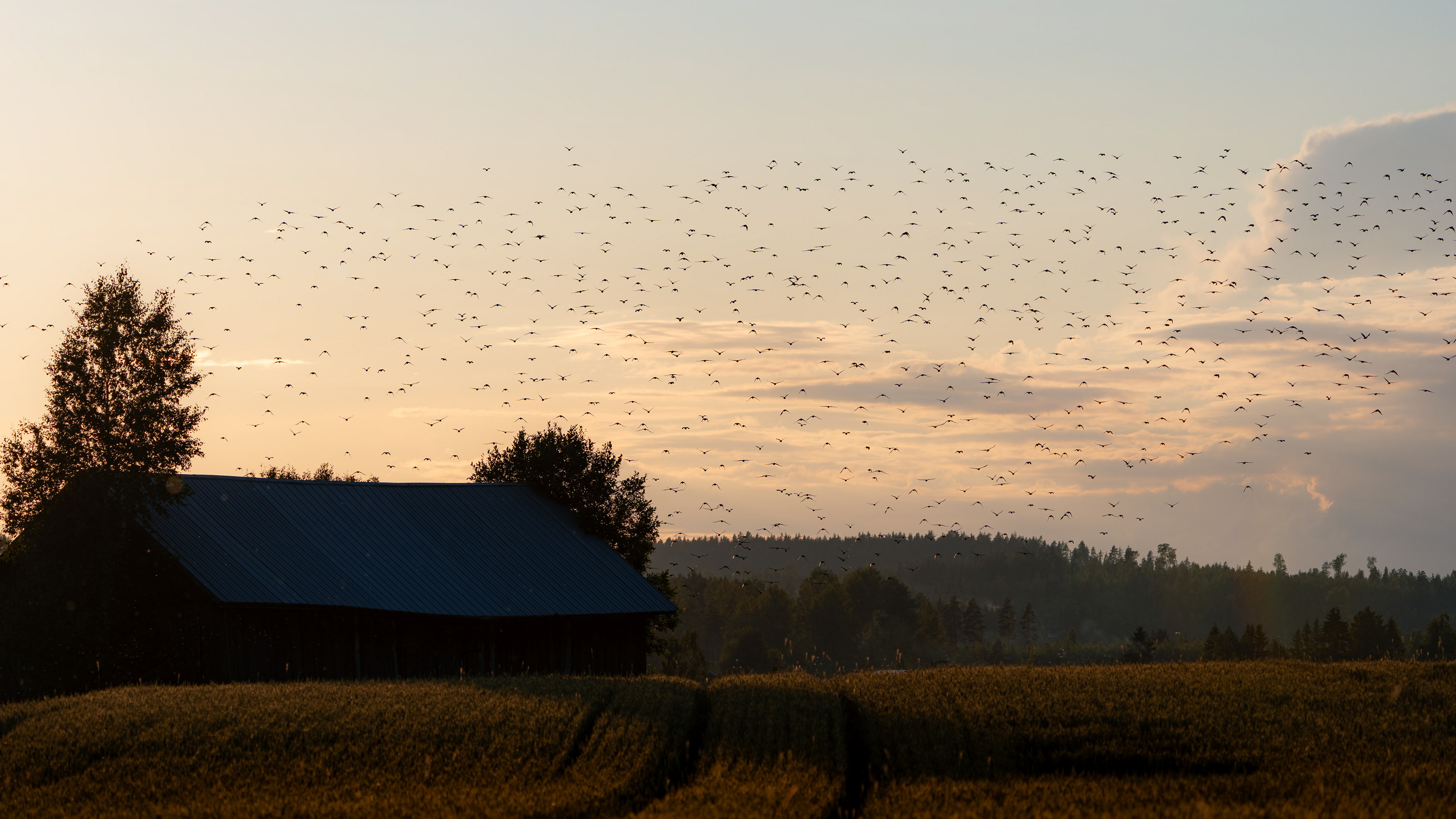 Elimäki (7.2026)