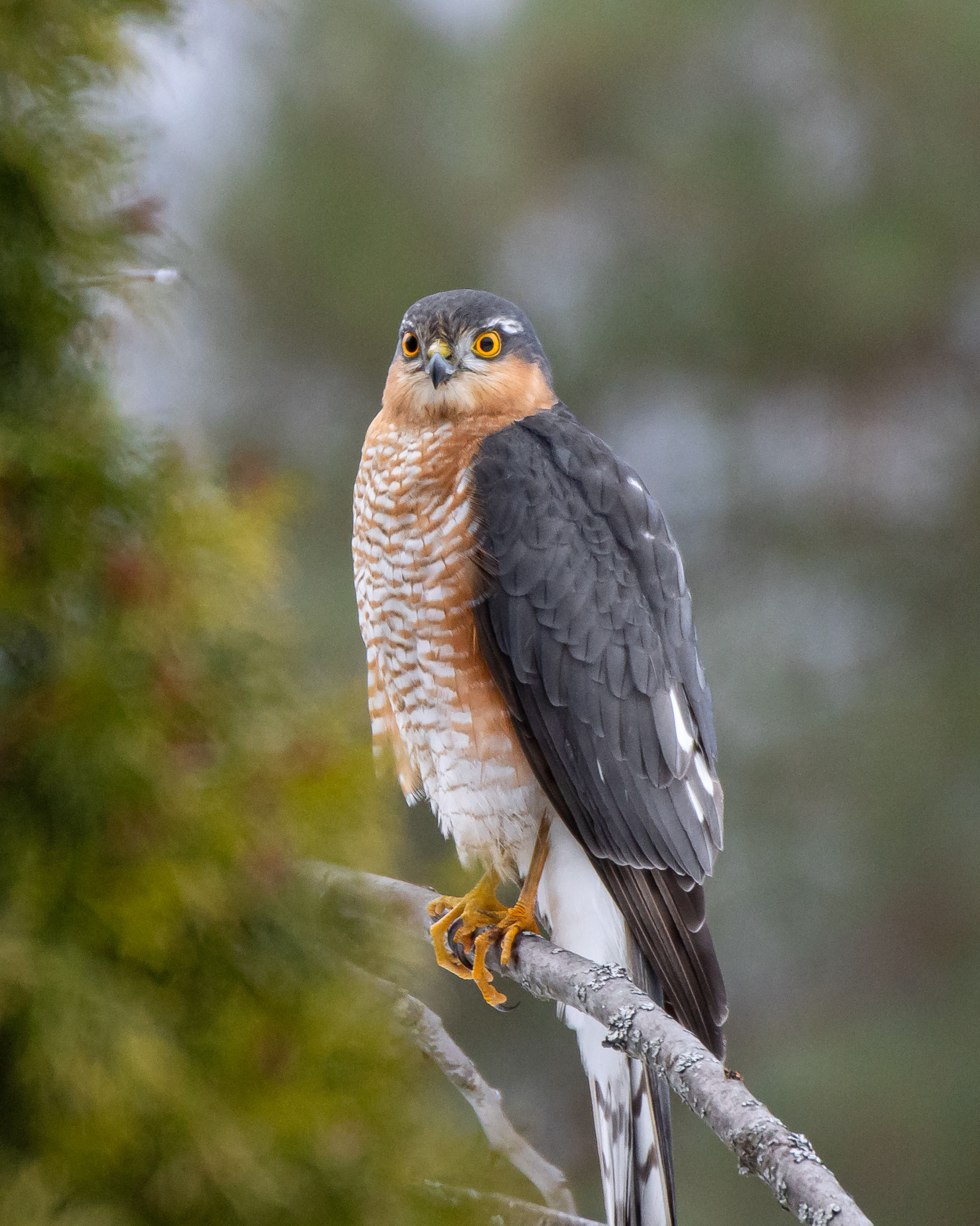 Varpushaukka (2.2023)