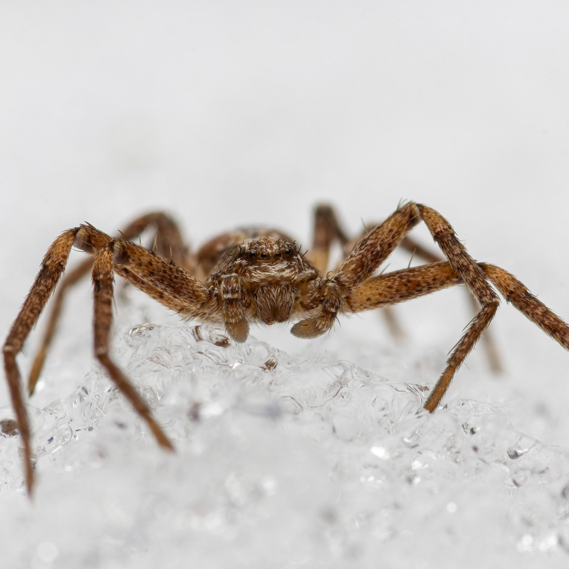 Nopsahämähäkki (7.4.2023)