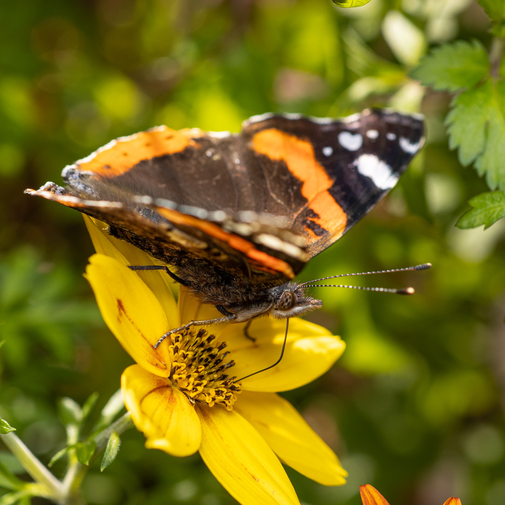 Amiraali (27.9.2021)