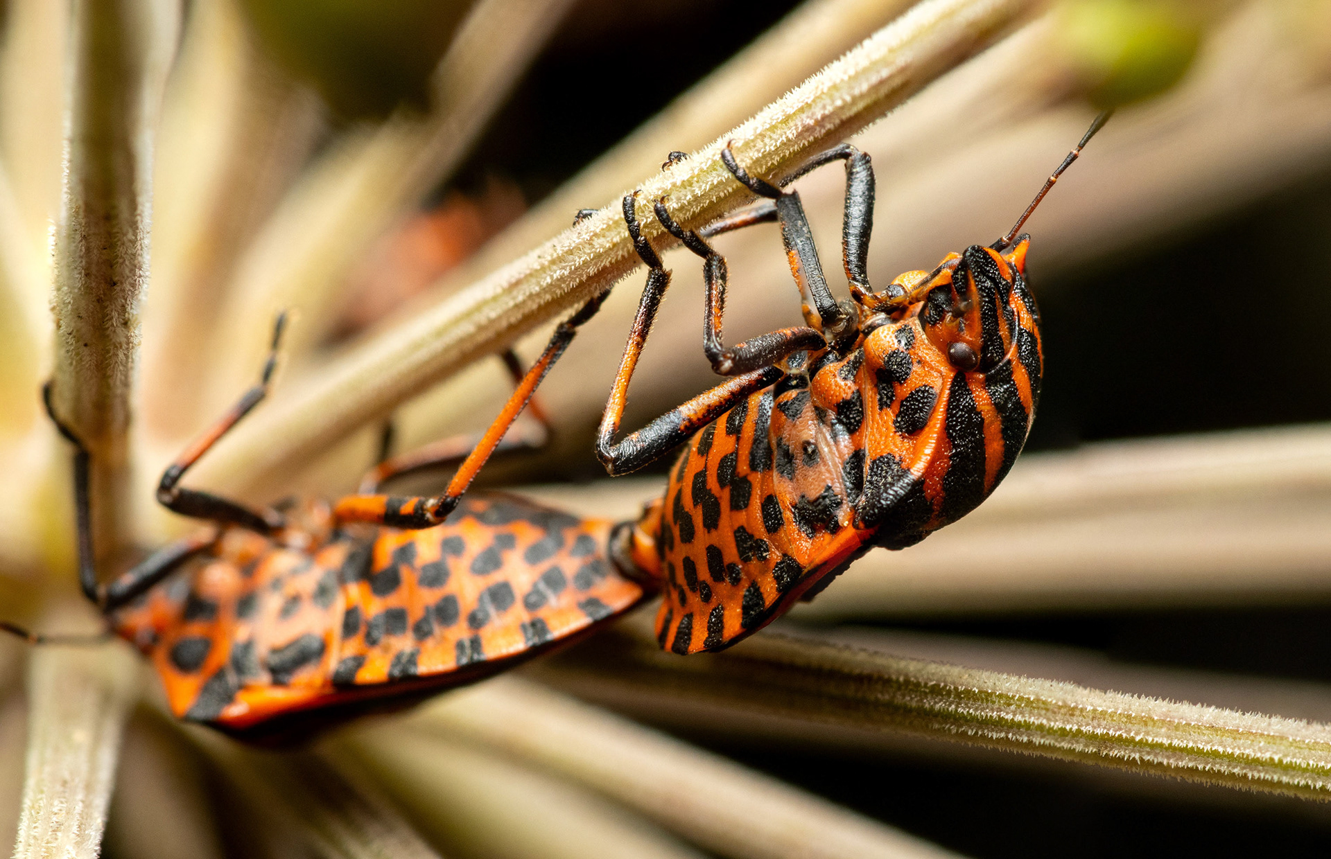 Pyjamaluteet parittelemassa (30.7.2023)