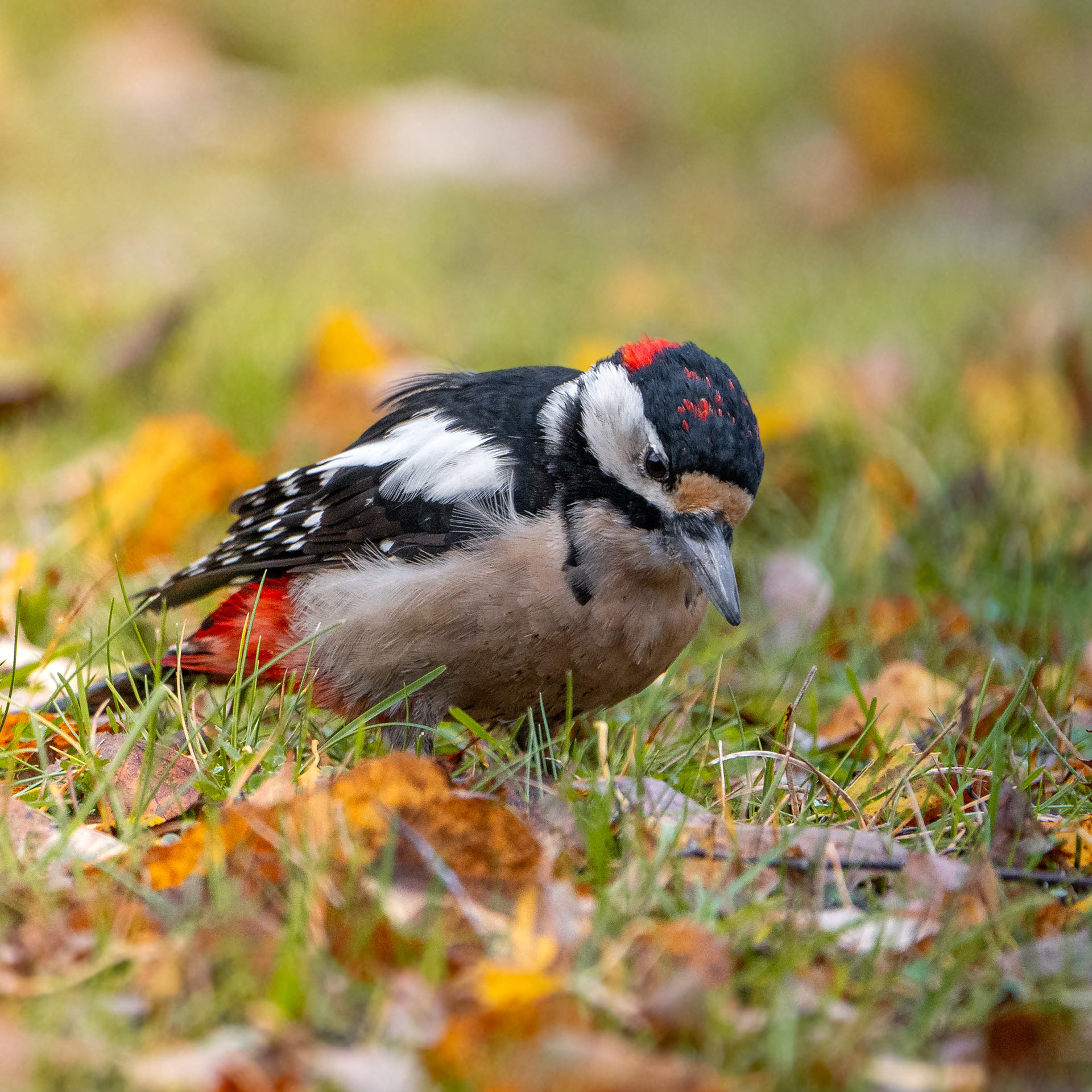 Käpytikka (10.2023)