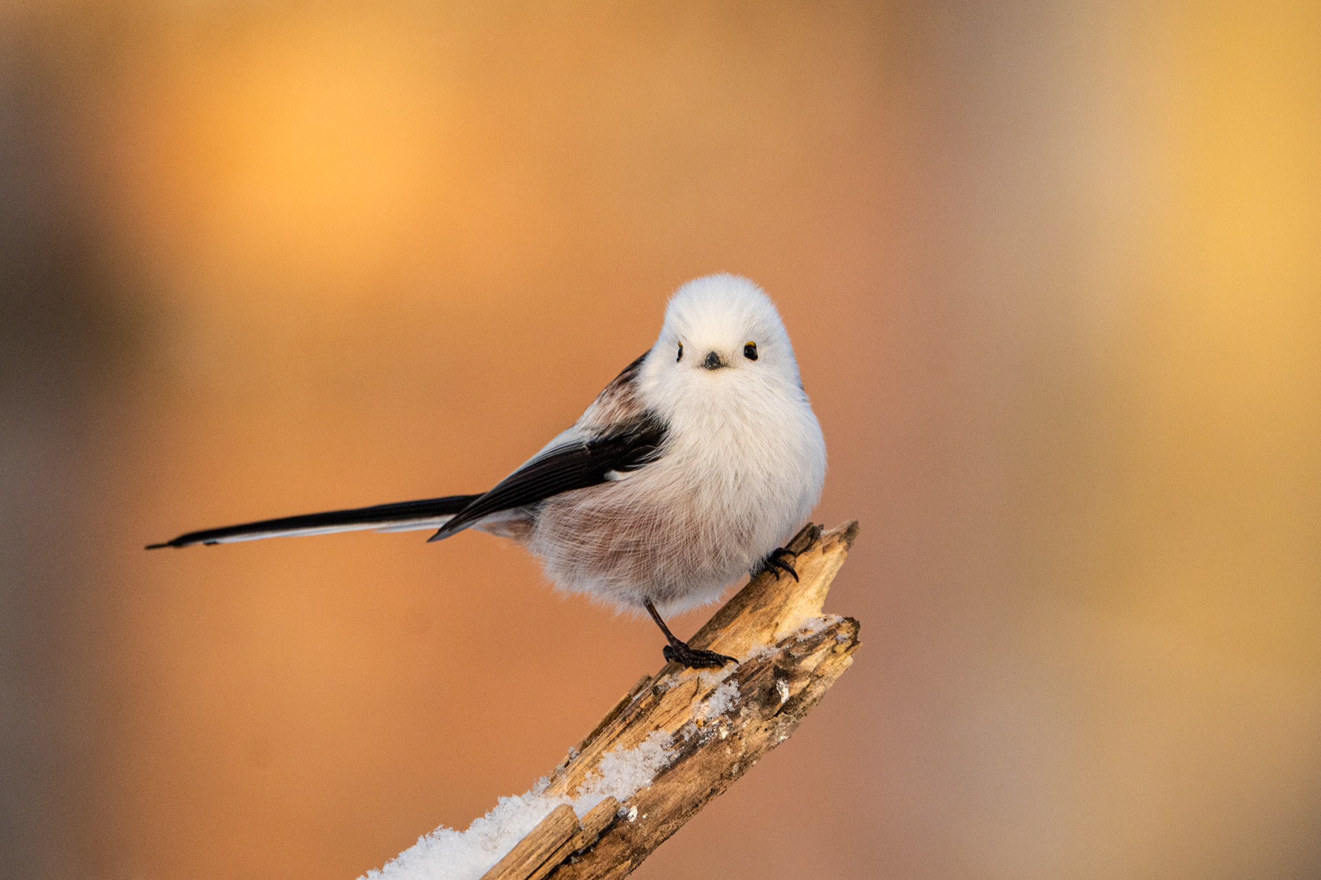 Pyrstötiainen (12.2023)