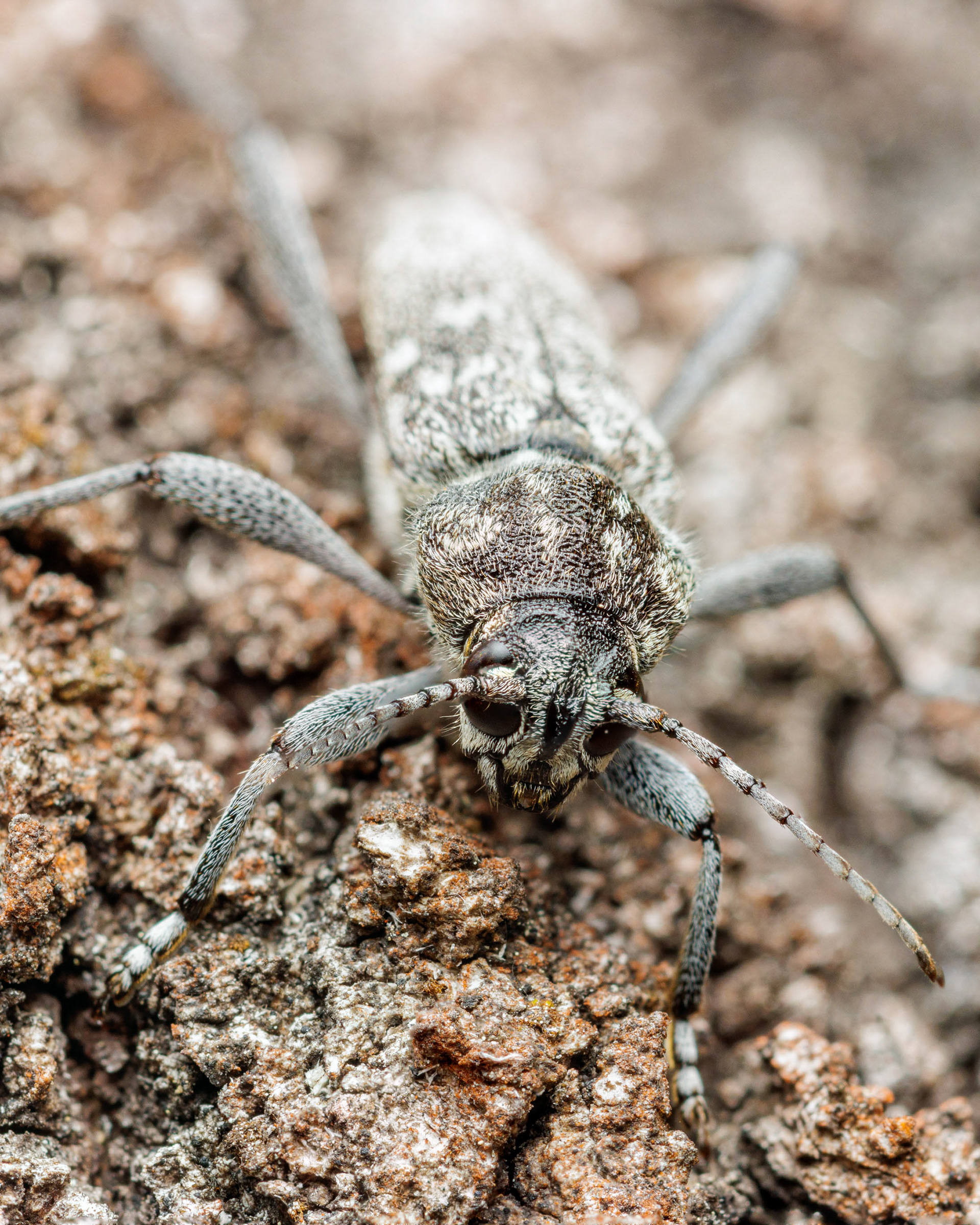 Havukantojäärä (24.6.2022)