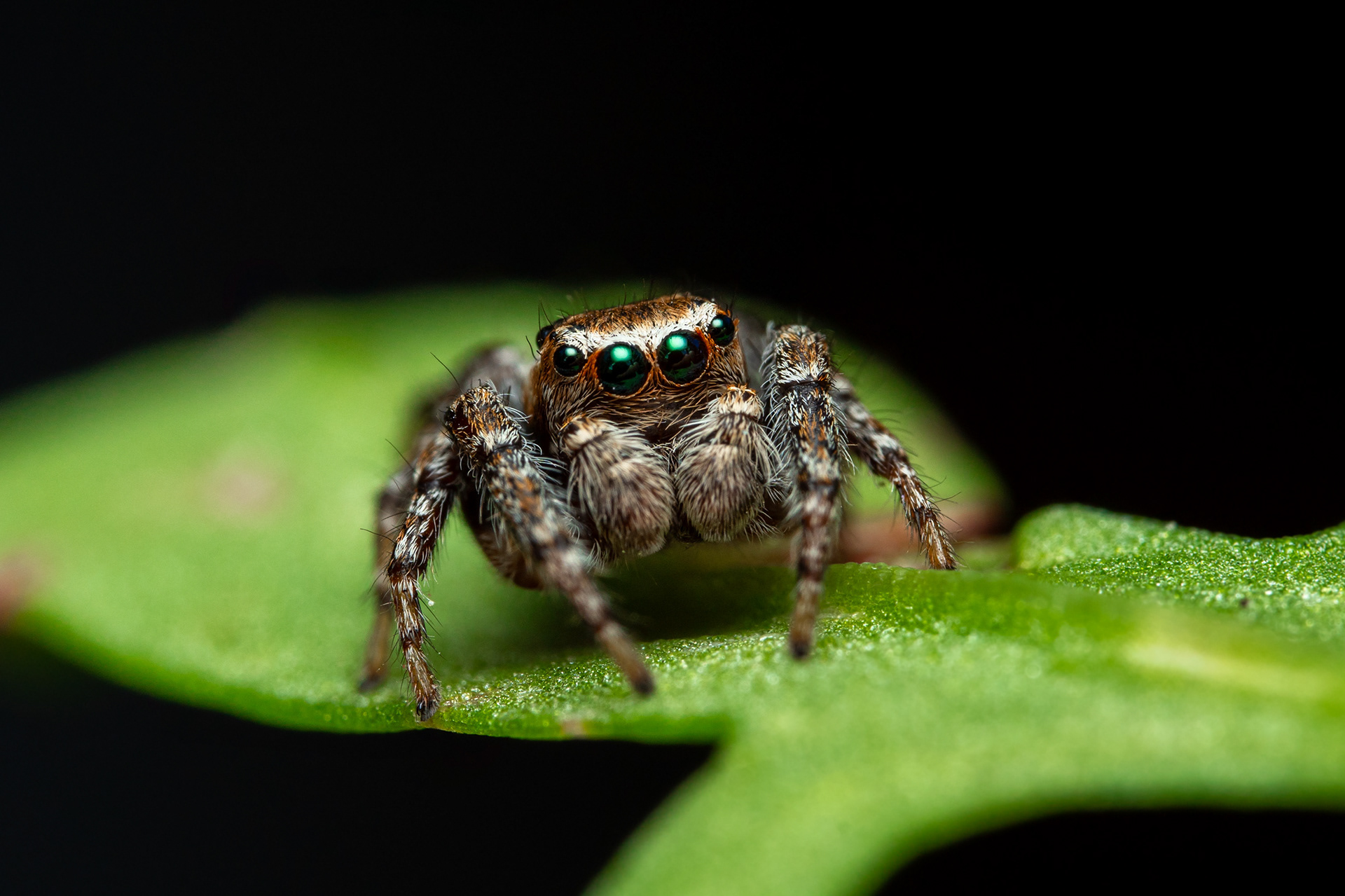 Kangassirppihypykki (23.6.2024)