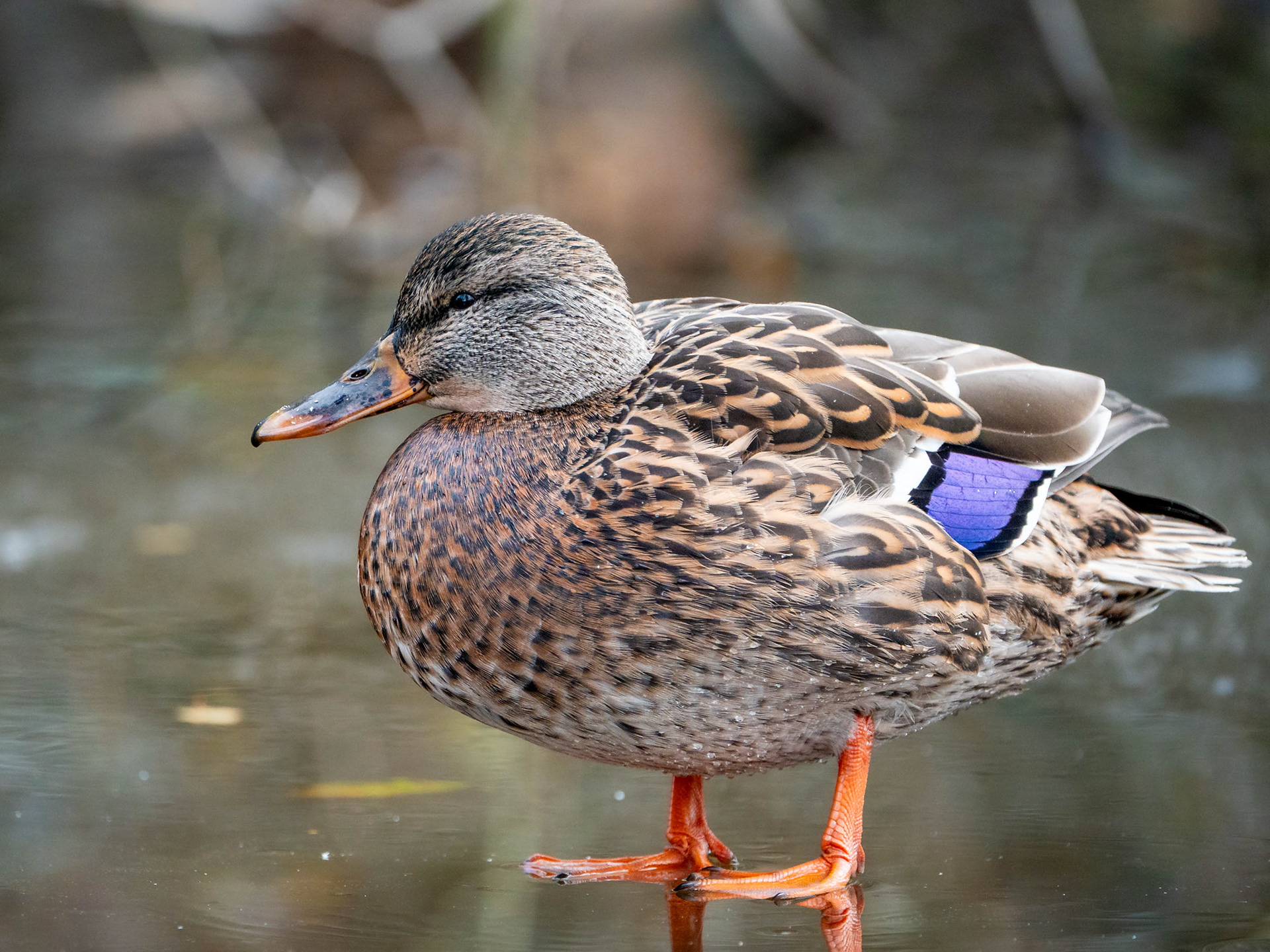 Sinisorsanaaras (10.2023)