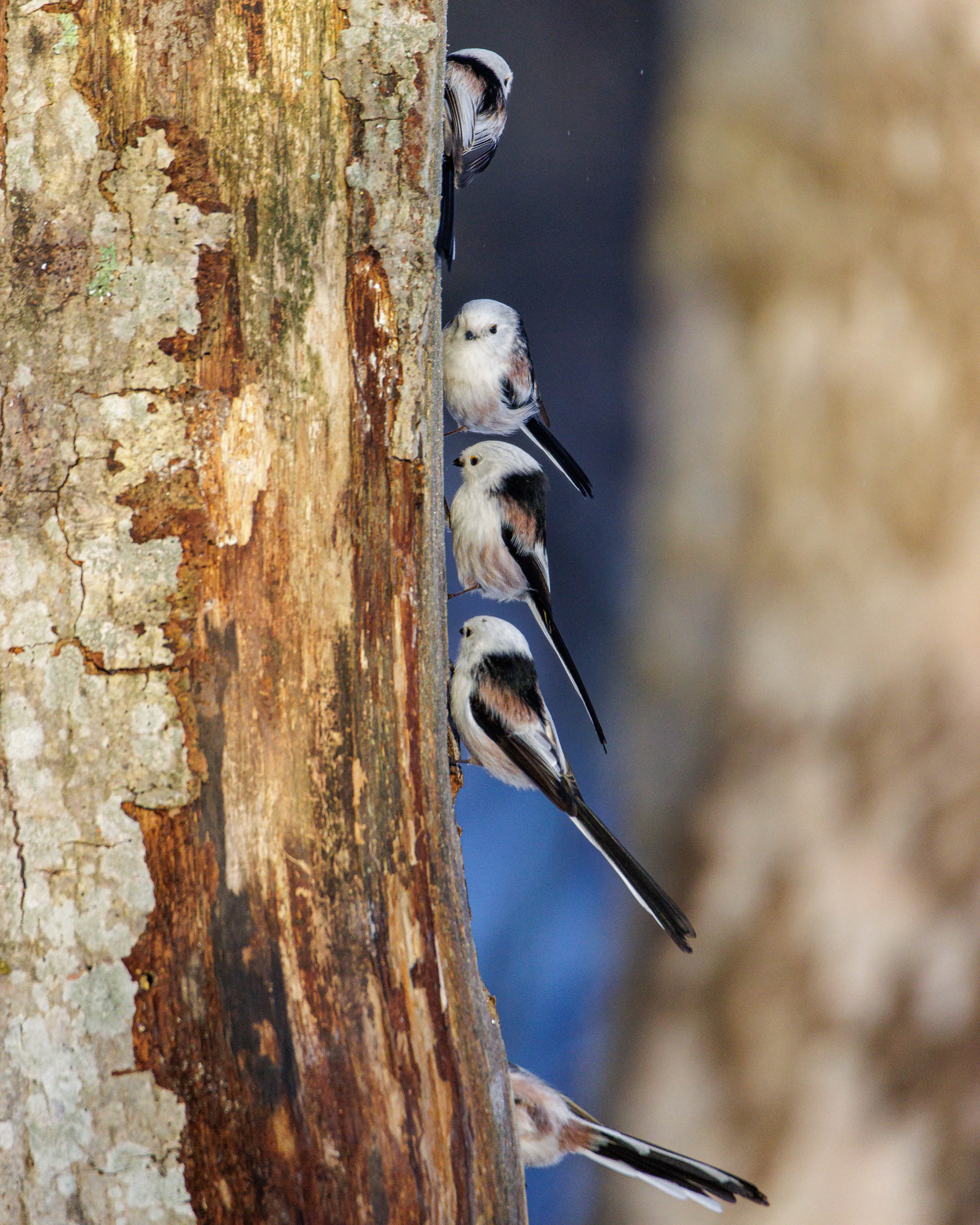 Pyrstötiaisparvi (1.2023)