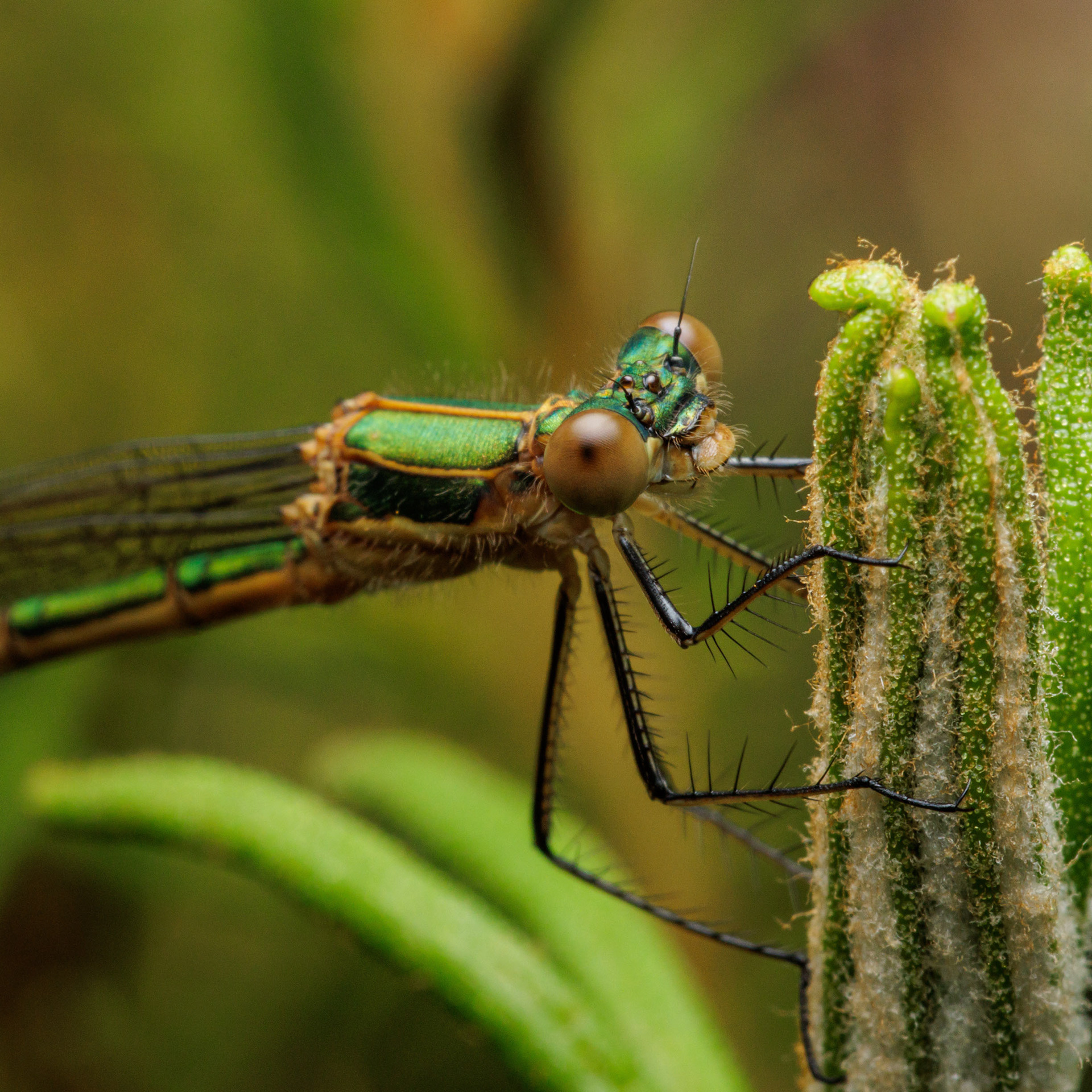 Sirokeijunkorento (27.7.2022)