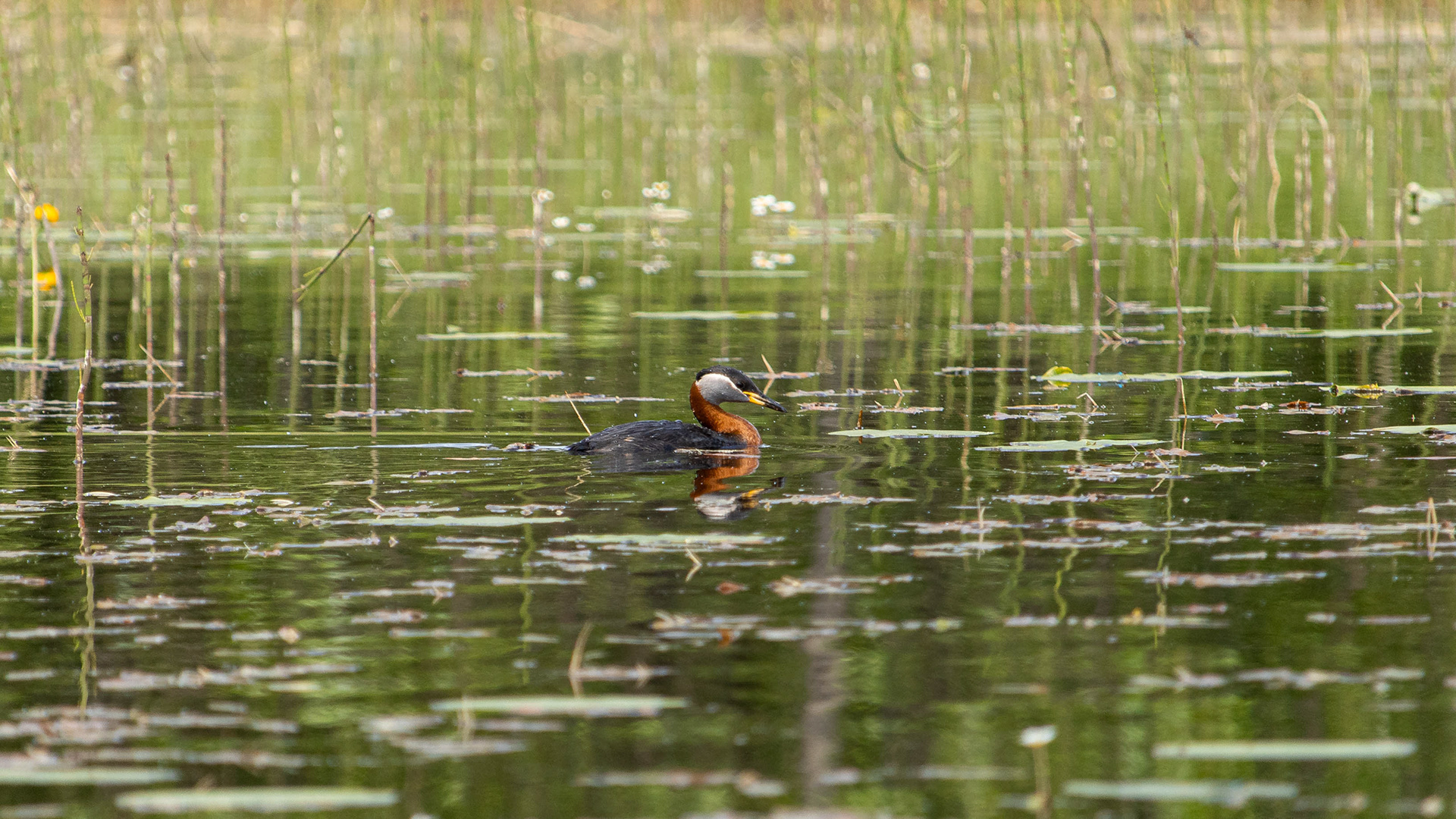 Härkälintu (6.2020)