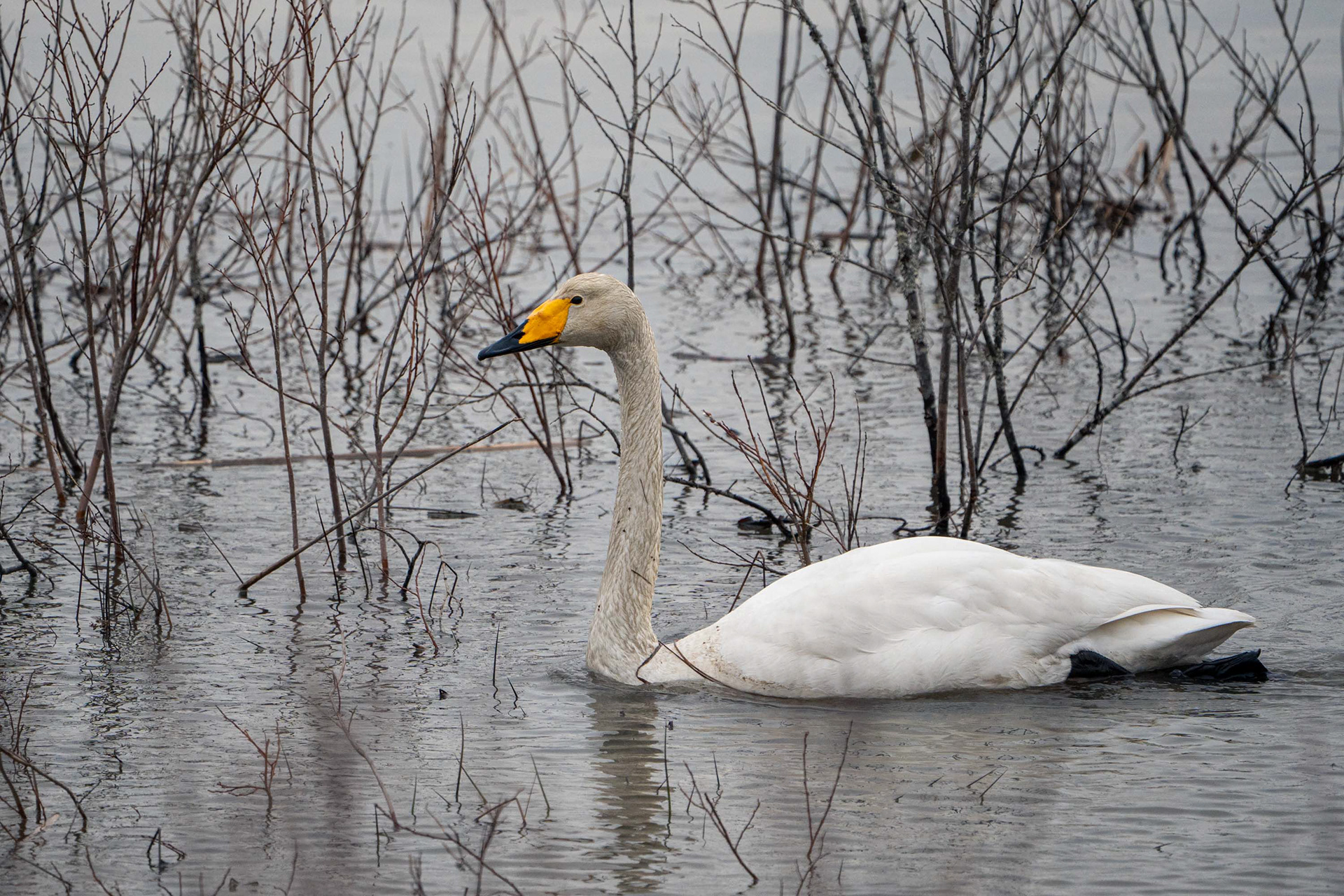 Laulujoutsen (4.2024)