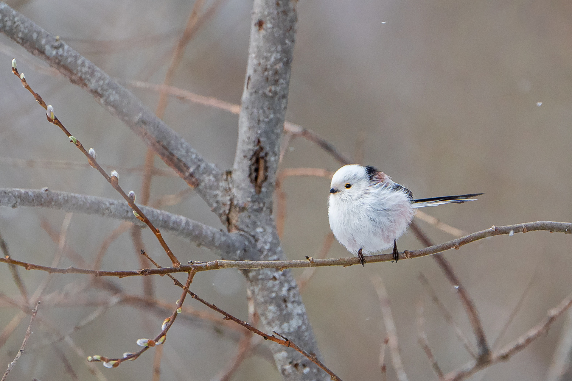 Pyrstötiainen (4.2024)