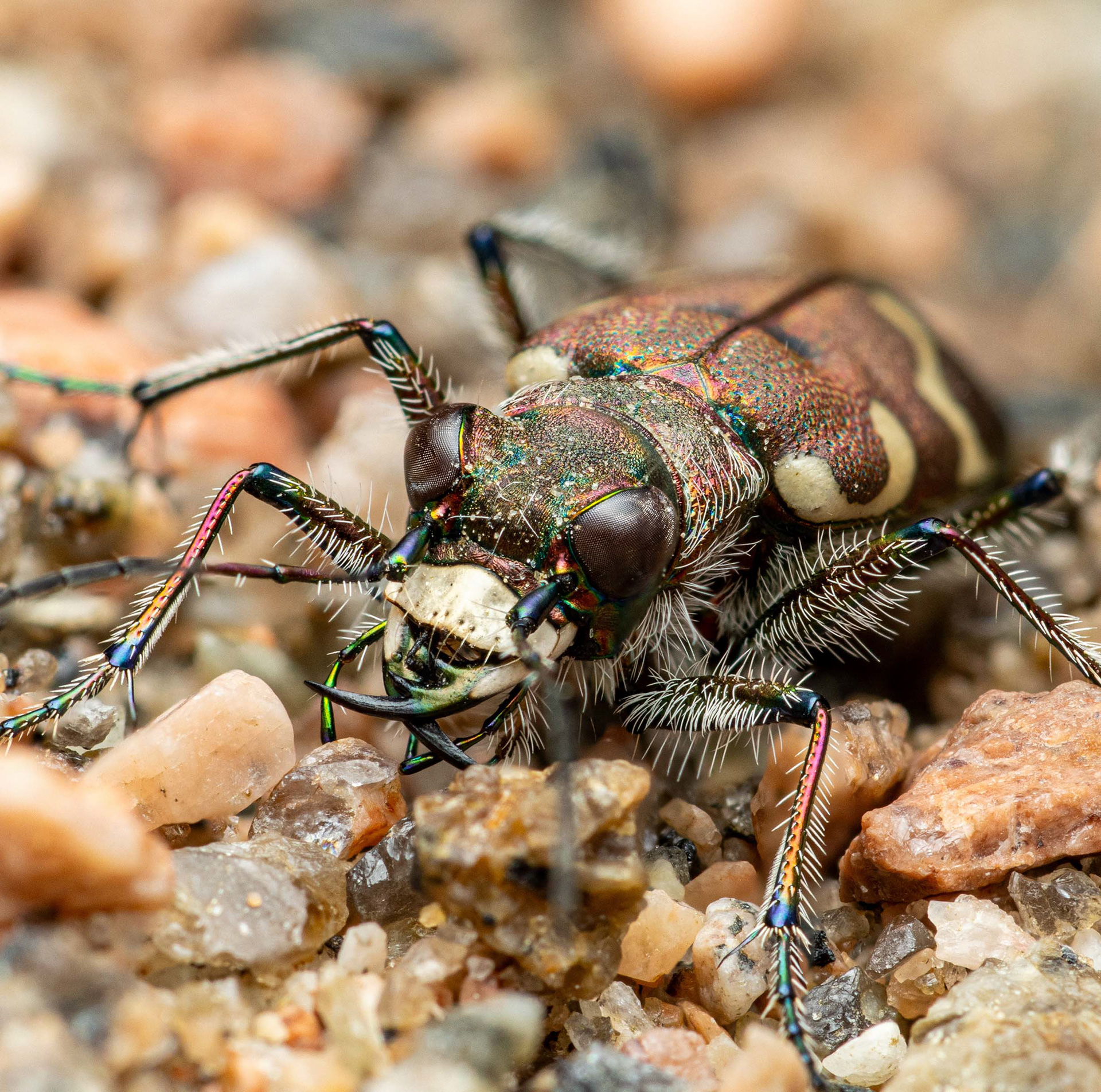 Hietikkokiitäjäinen (31.7.2023)