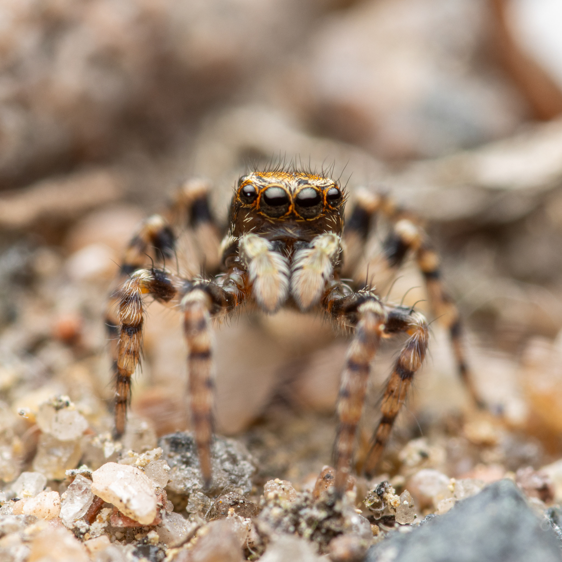 Määrittelemätön hyppyhämähäkki (5.9.2021)