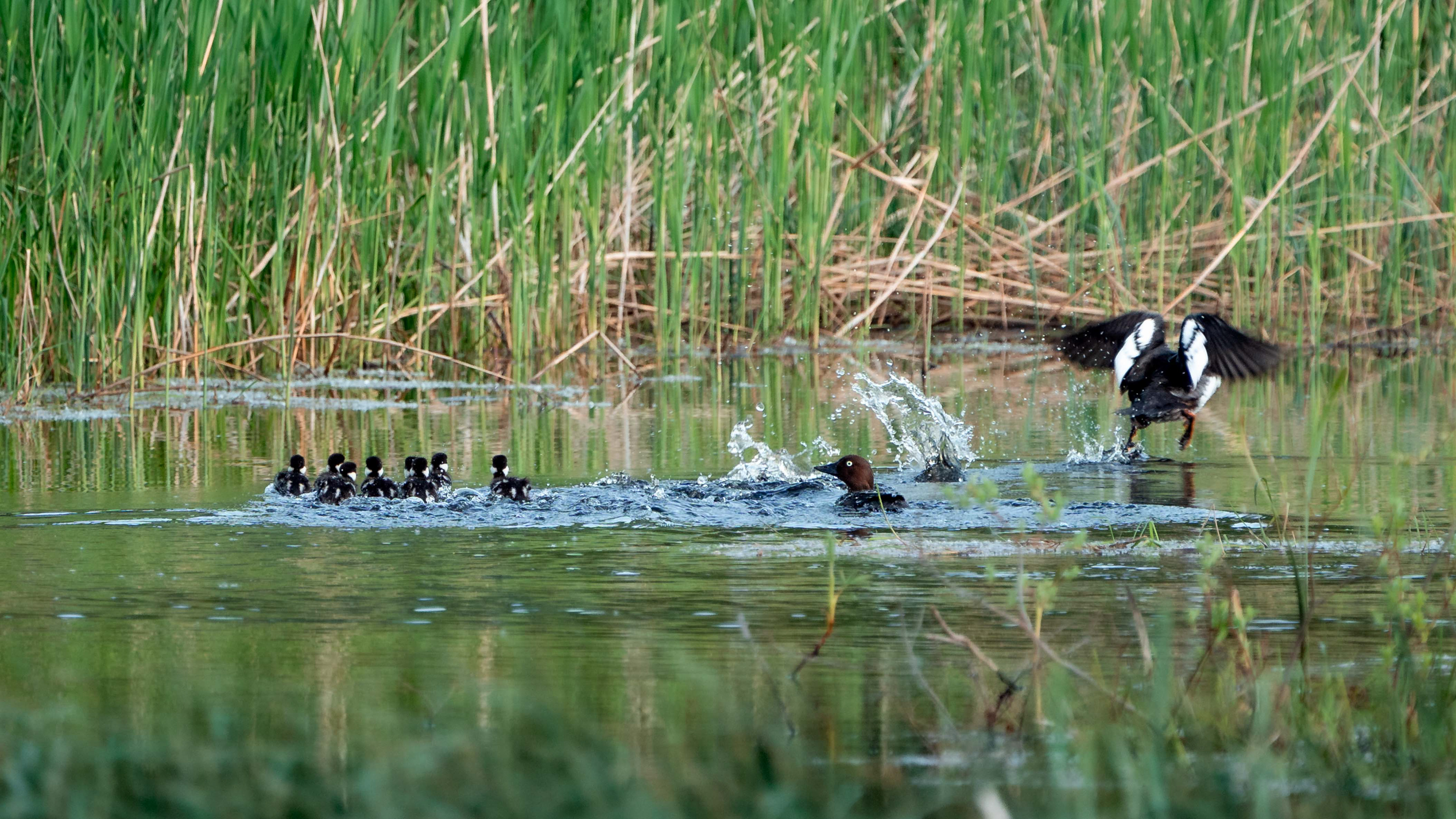 Telkkänaaraat sekä kahdeksan untuvikkoa (5.2025)