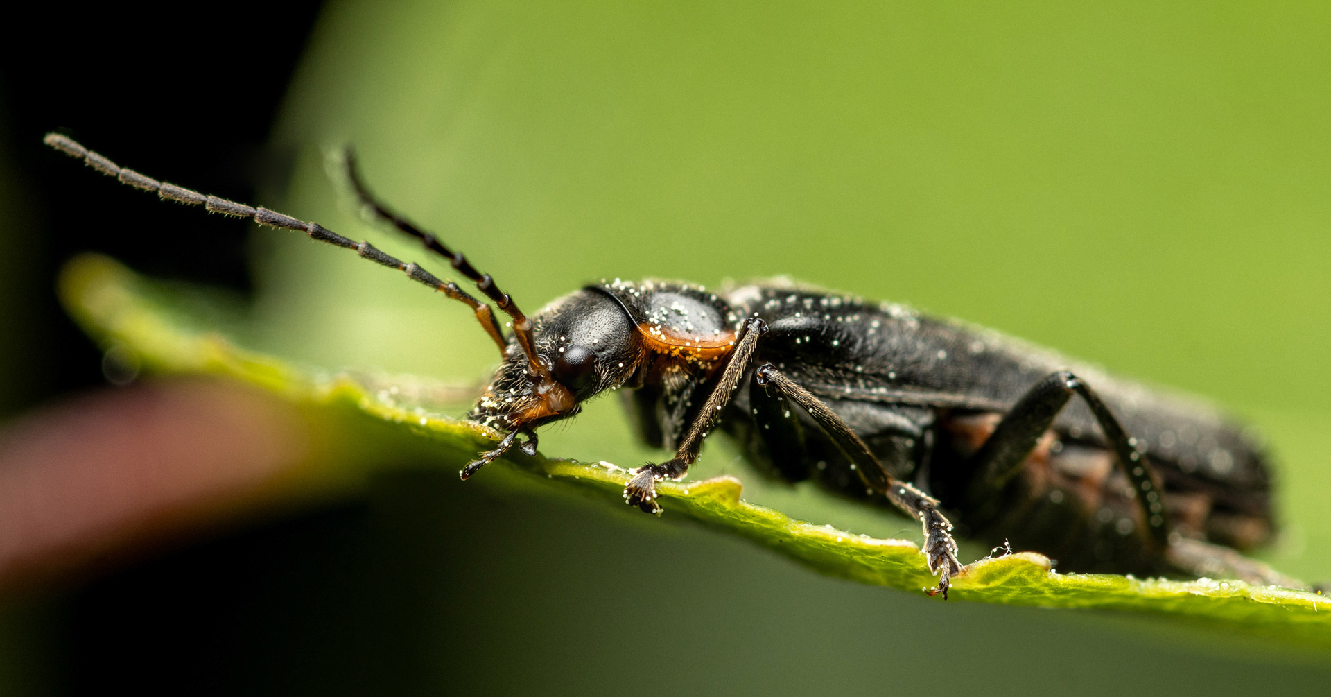 Sylkikuoriainen (7.6.2022)