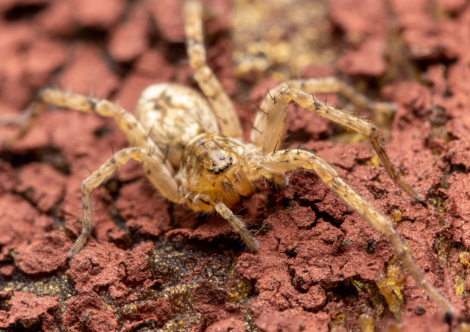 Rapuhämähäkki (14.5.2022)